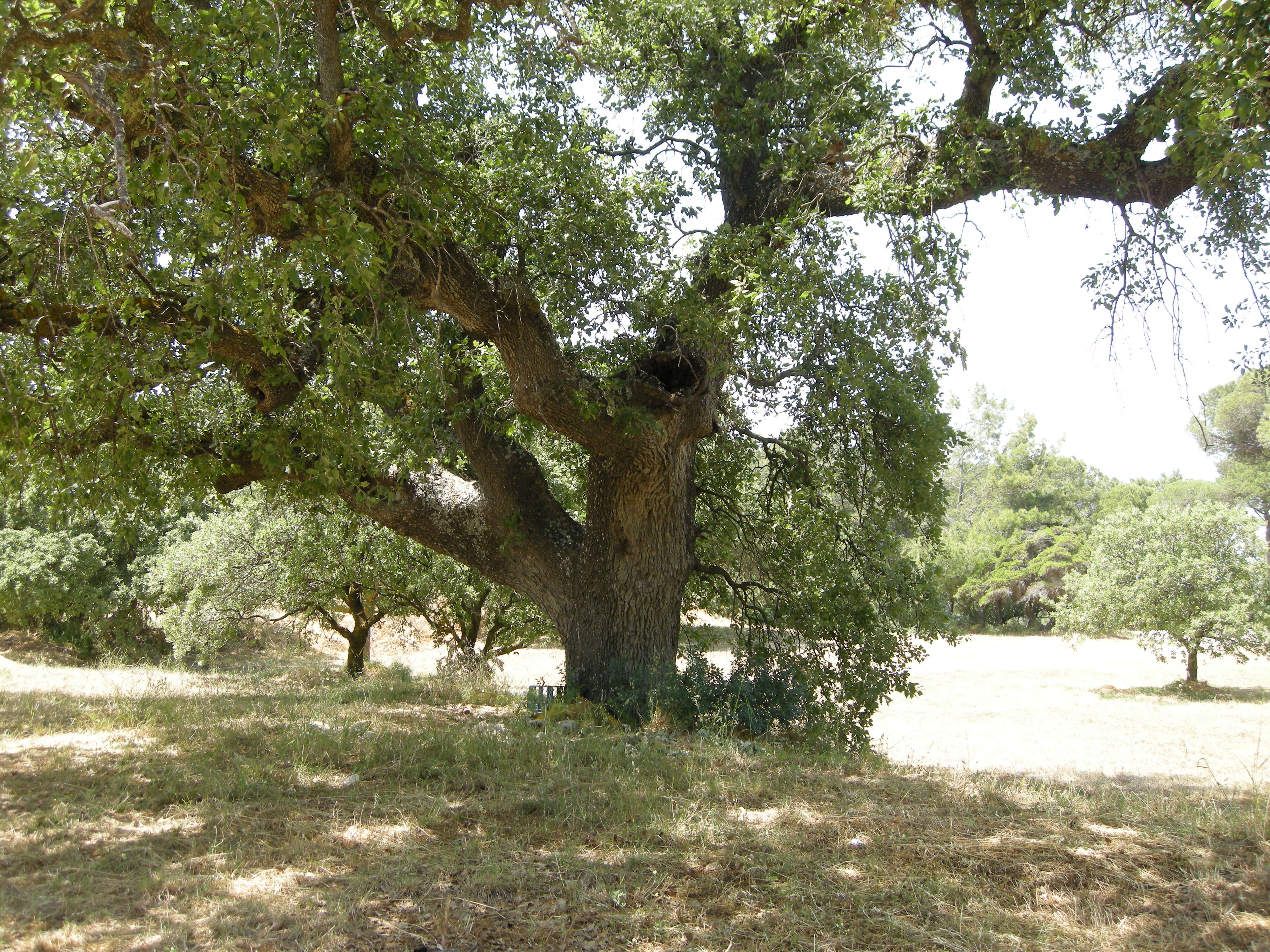 quercus_ithaburensis_macrolepis6md