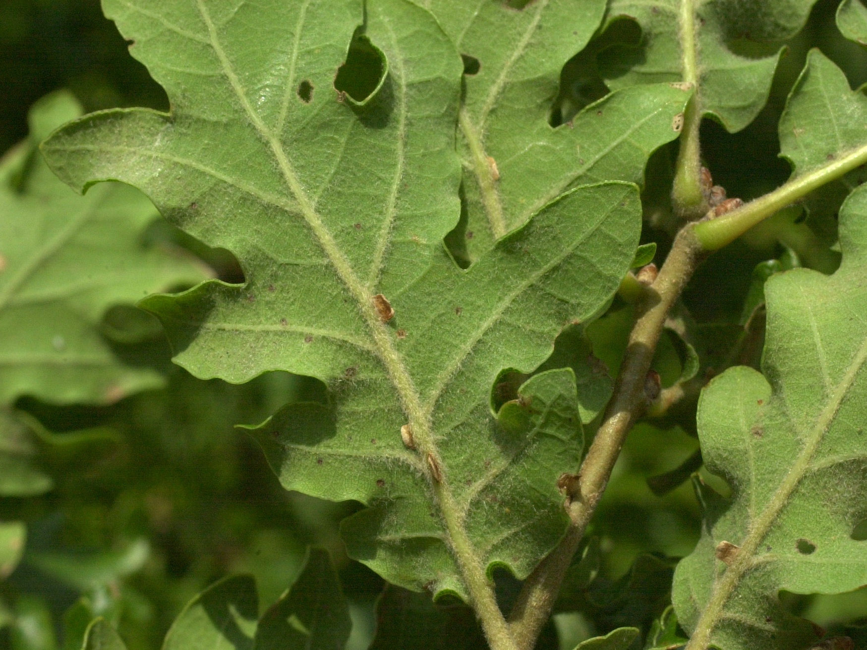 quercus_pubescens3md