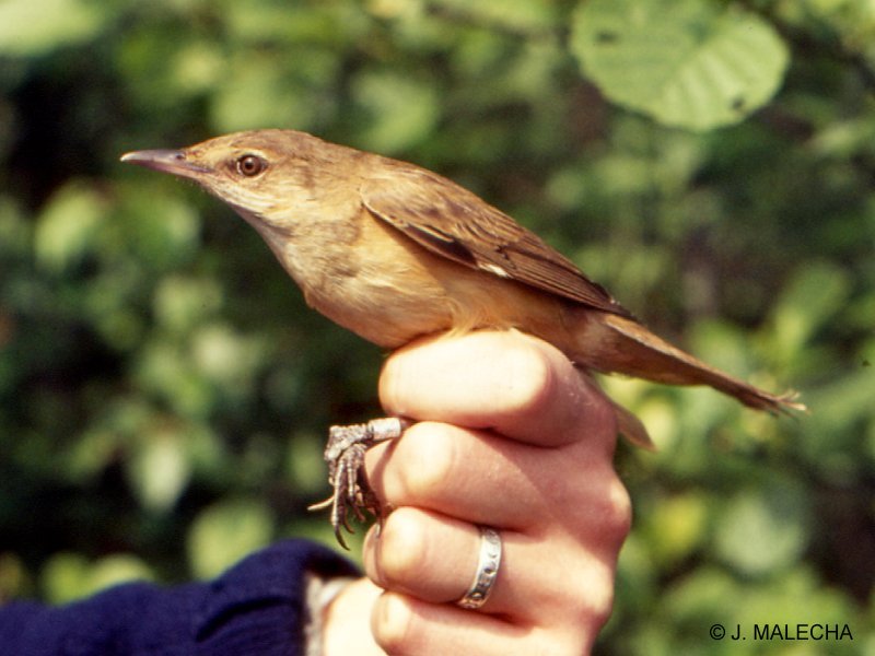 Afficher le média rousserolle_turdoide_-_acrocephalus_arundinaceus1jm rousserolle_turdoide_-_acrocephalus_arundinaceus1jm