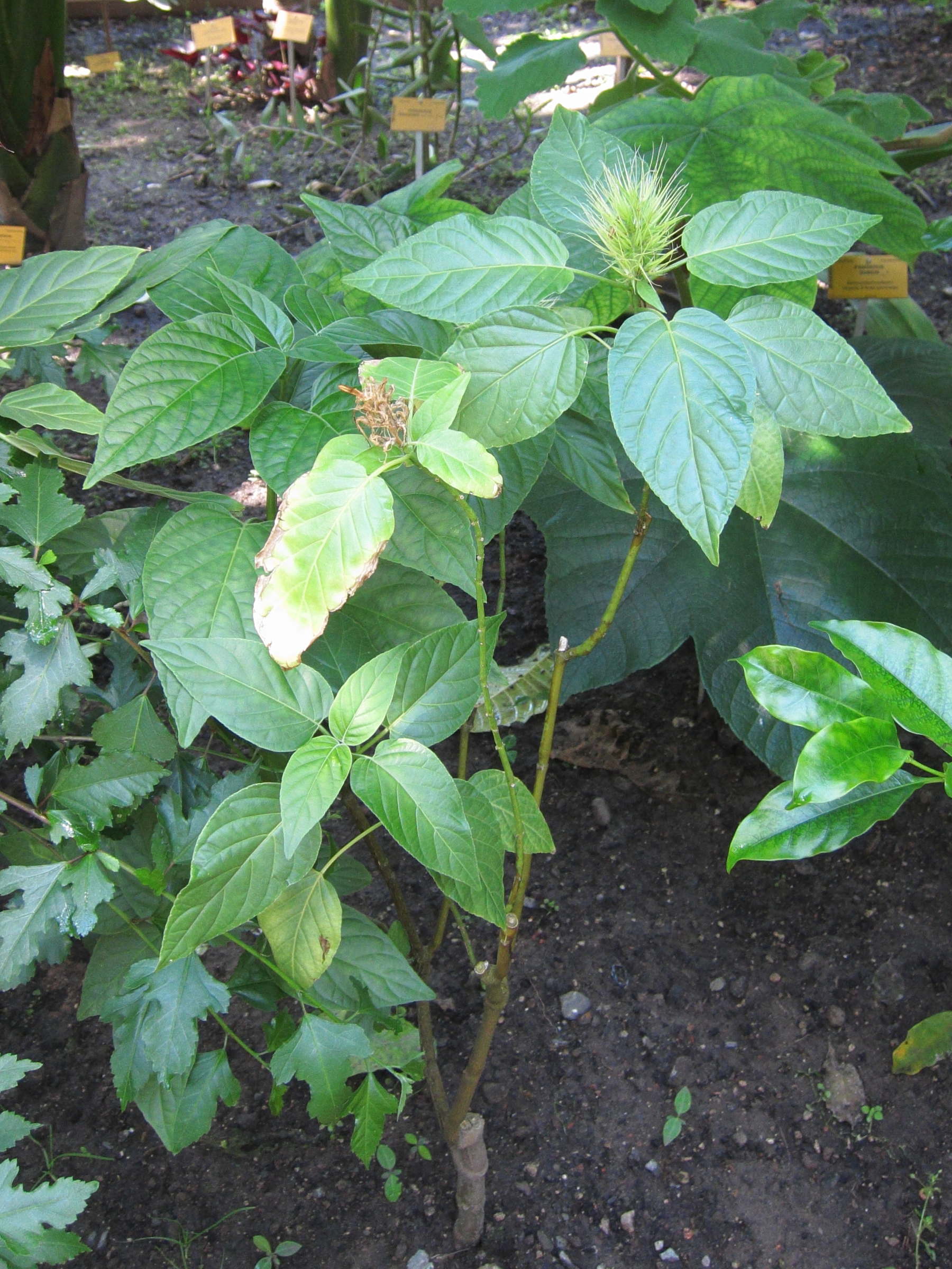 Afficher le média schaueria_calycotricha1bd schaueria_calycotricha1bd