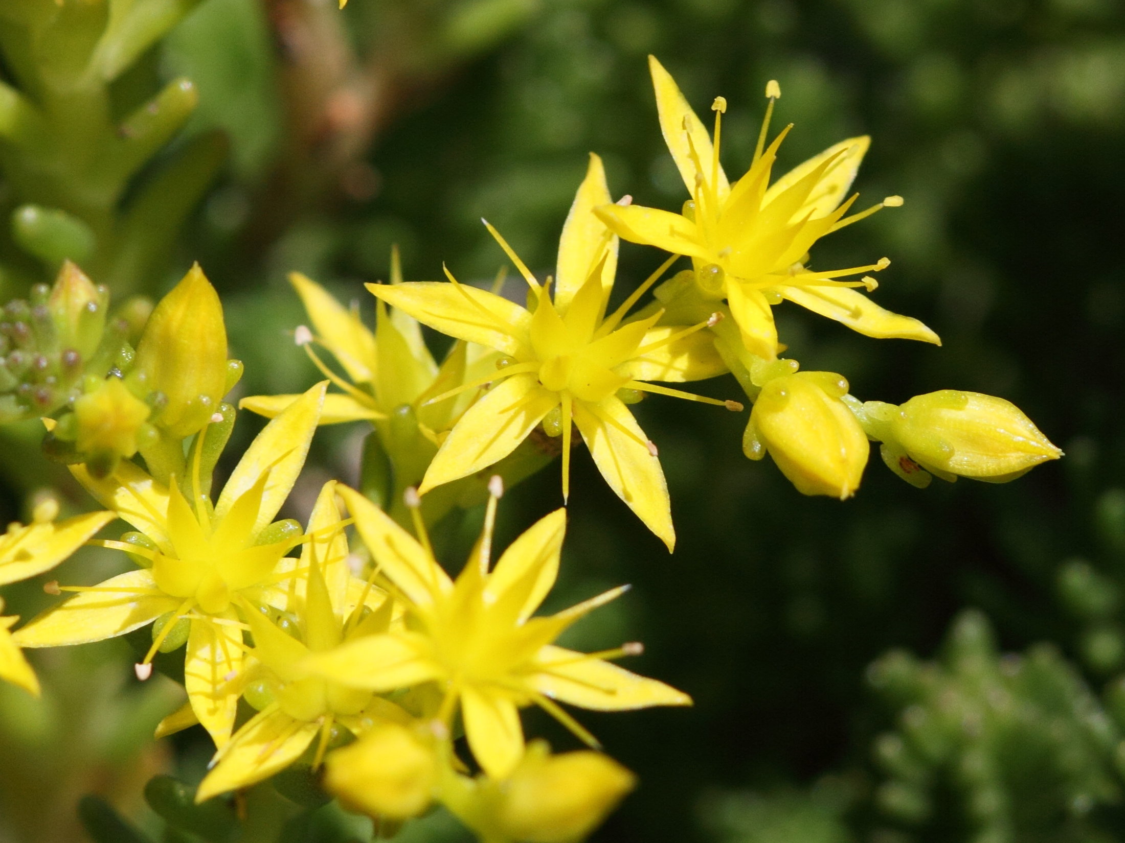 sedum_sexangulare2bd