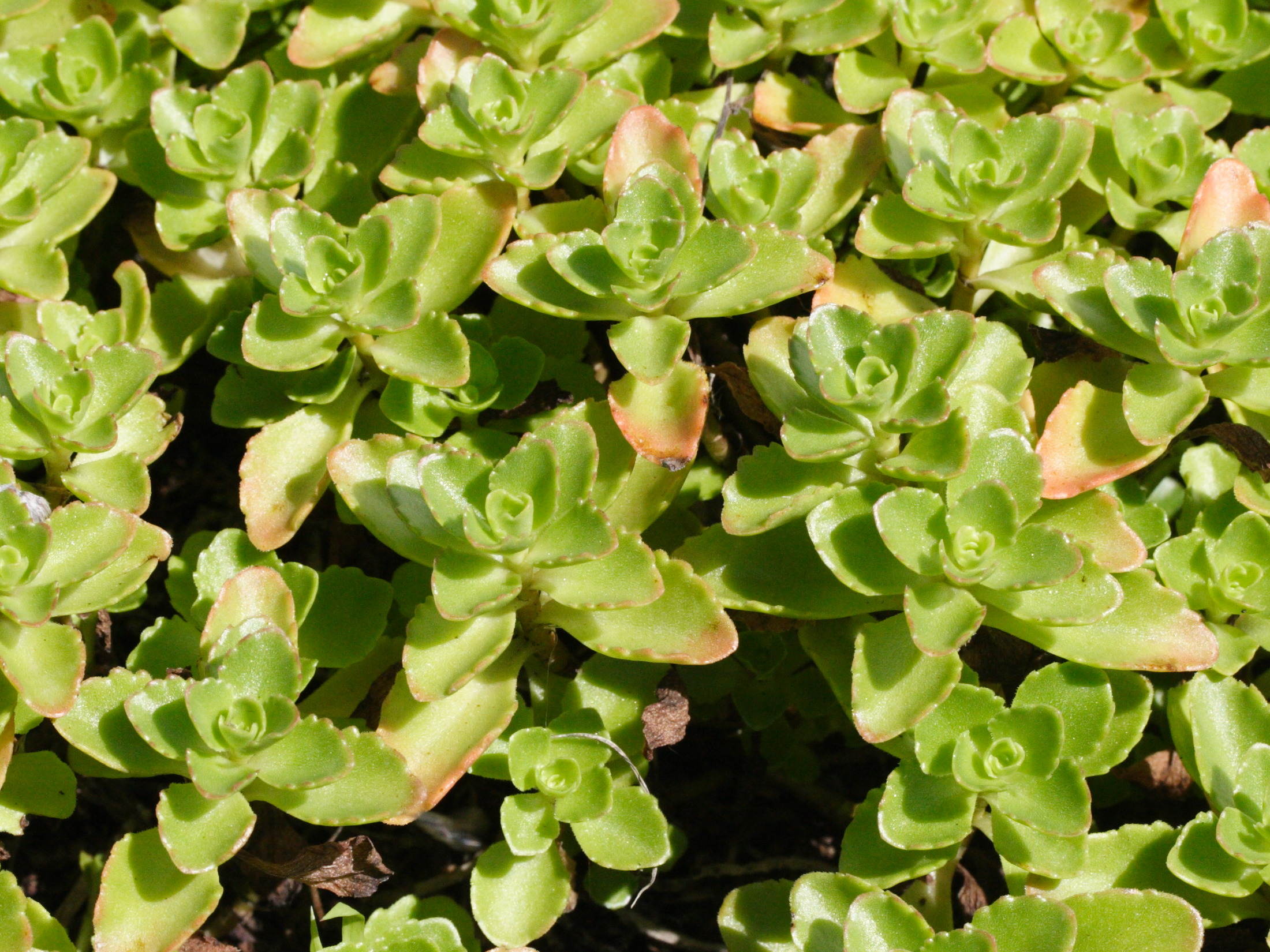sedum_spurium2md