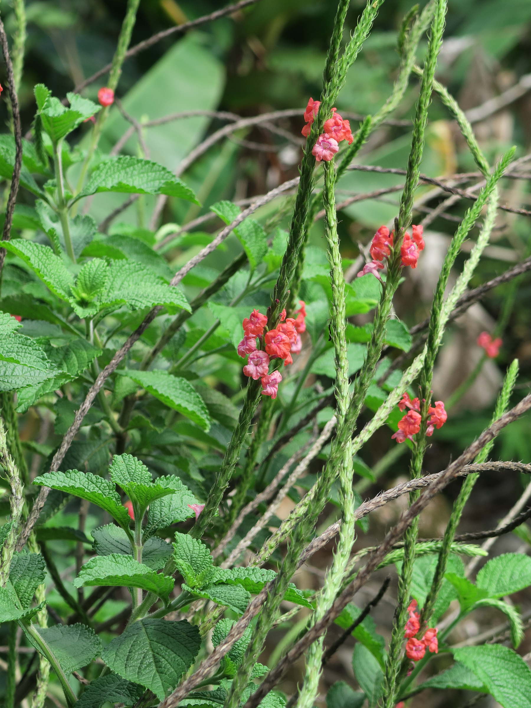 stachytarpheta_mutabilis1md