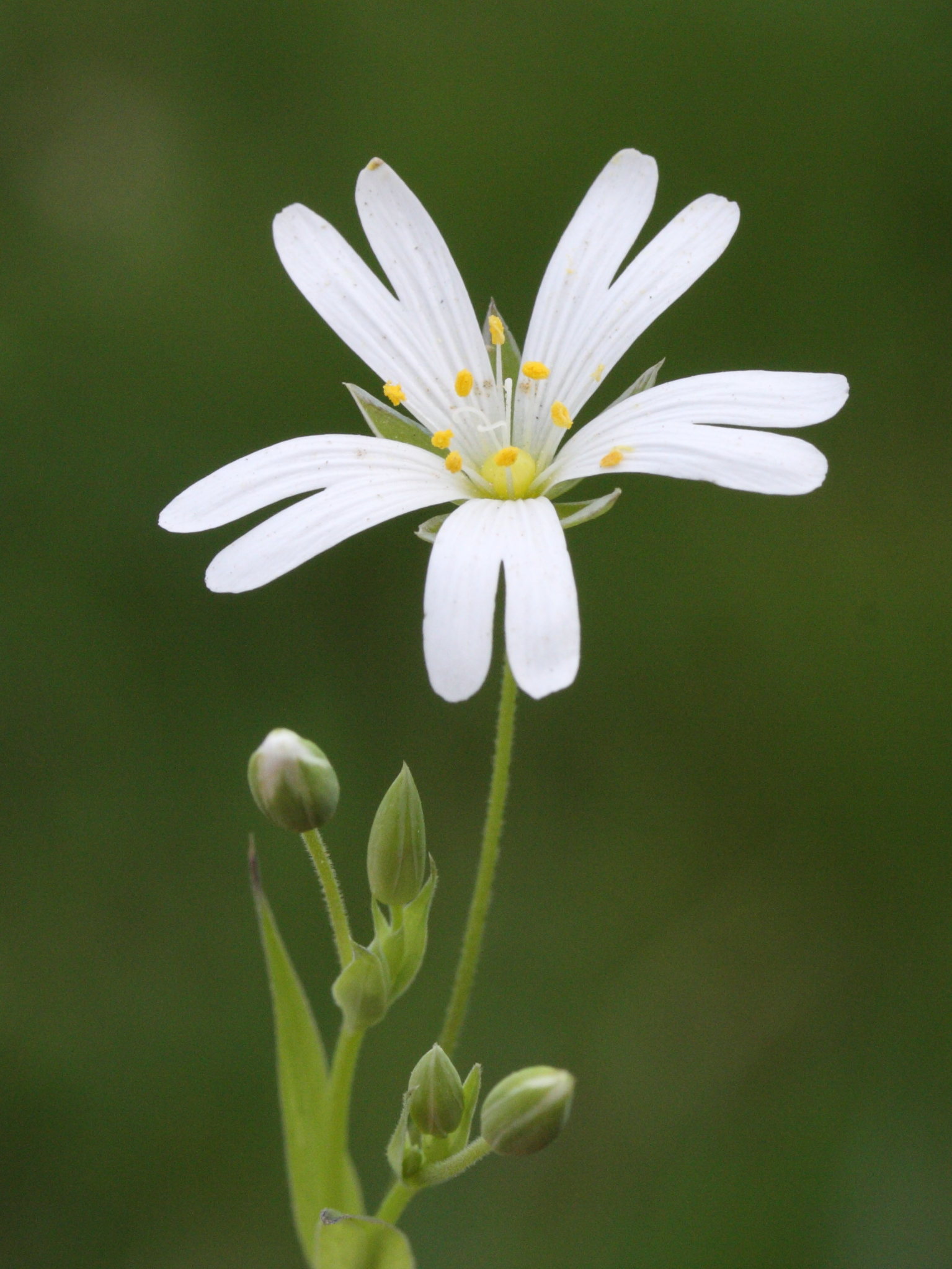 Afficher le média stellaria_holostea3md stellaria_holostea3md
