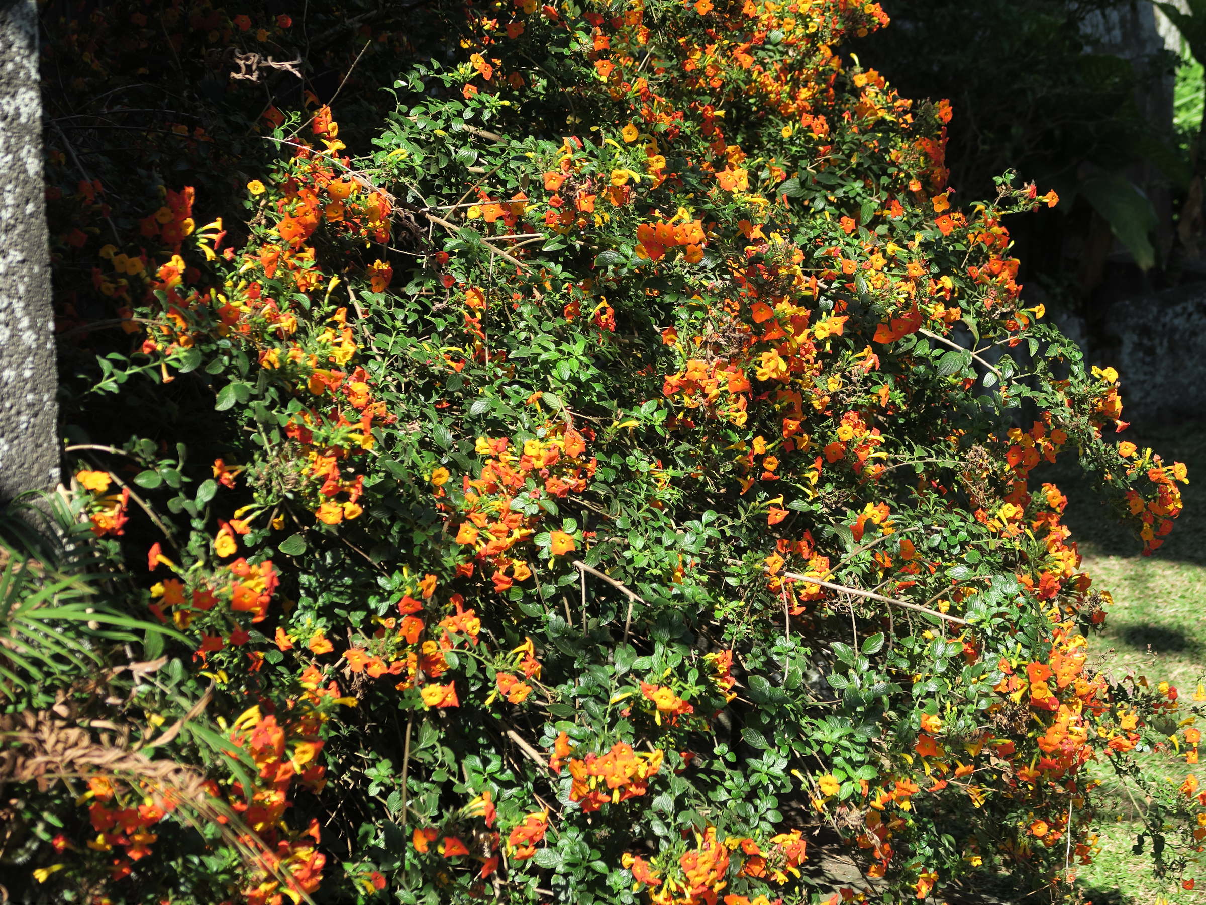 streptosolen_jamesonii1md