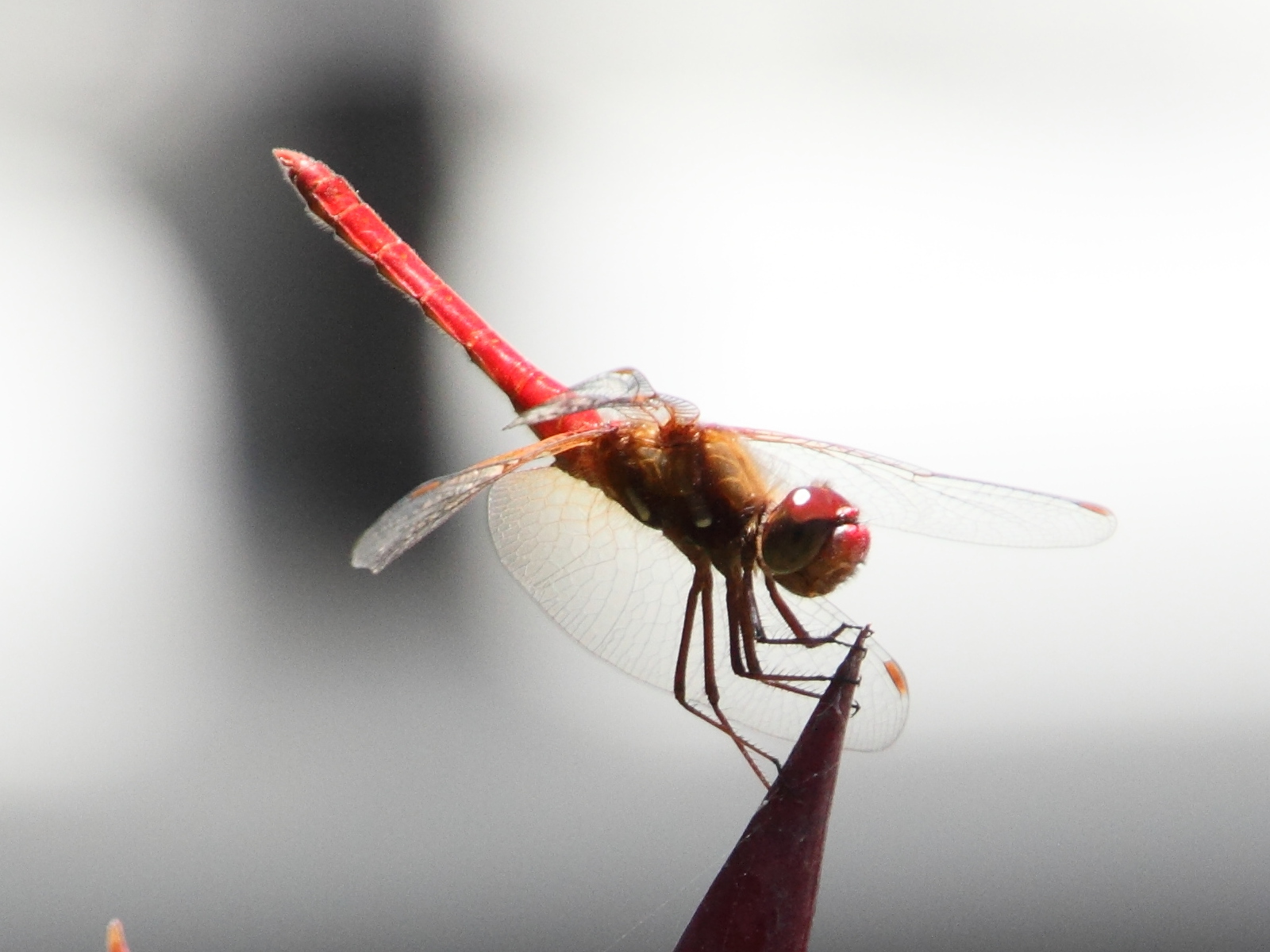 sympetrum_illotum3md