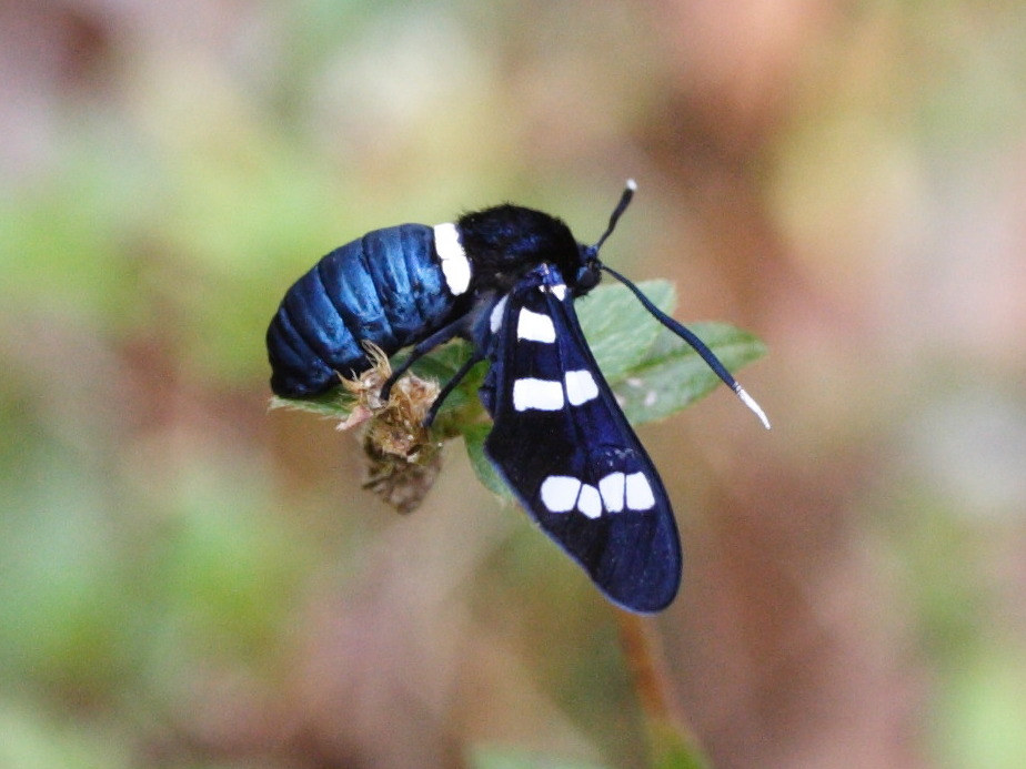 syntomeida_syntomoides3md