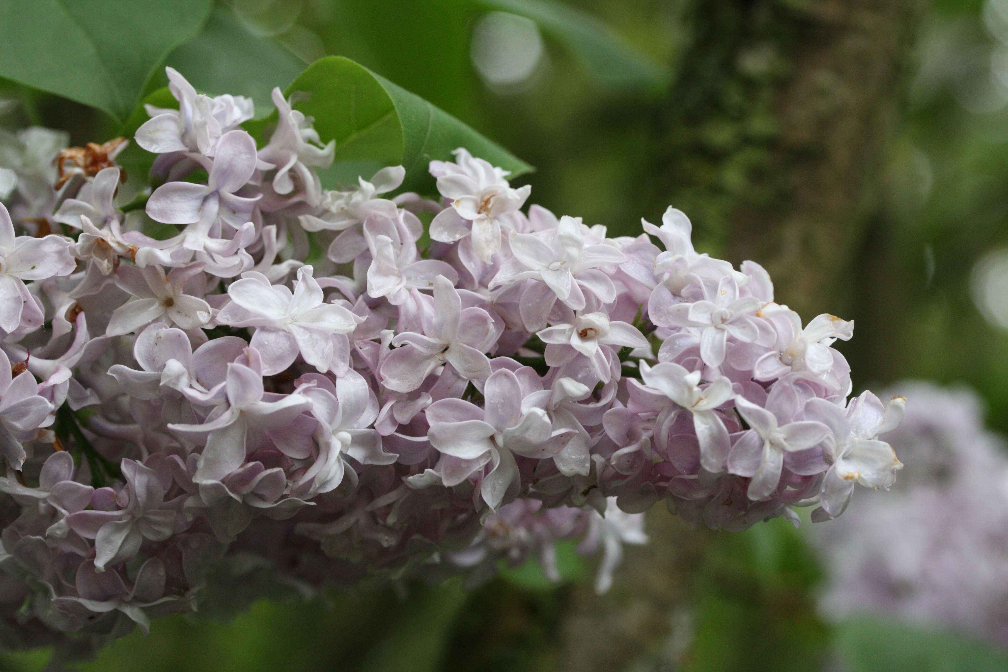 syringa_vulgaris3md