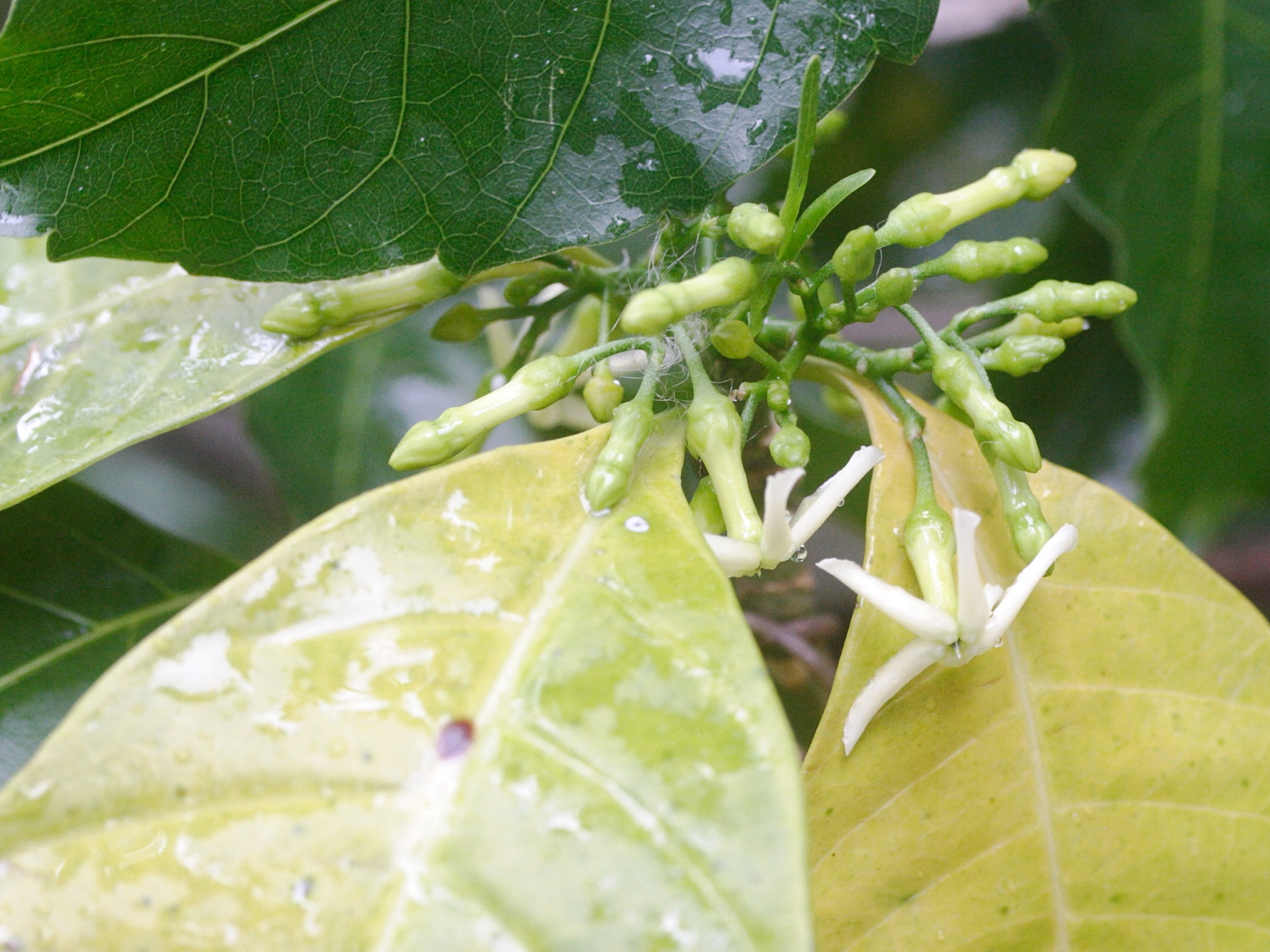 tabernaemontana_citrifolia1md