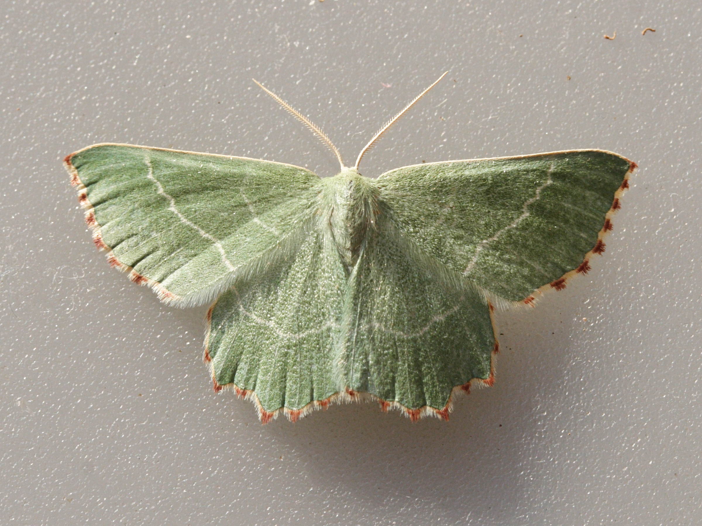 thalera_fimbrialis4md