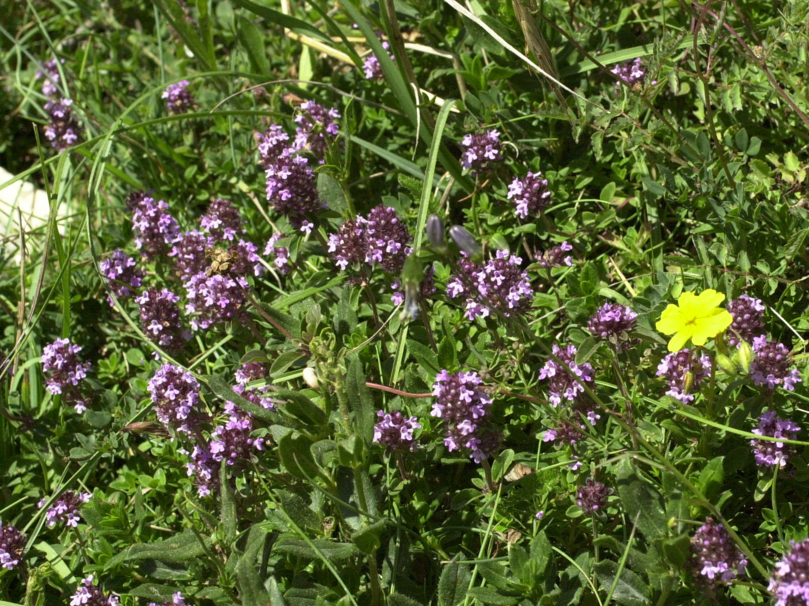 Thymus_alpestris