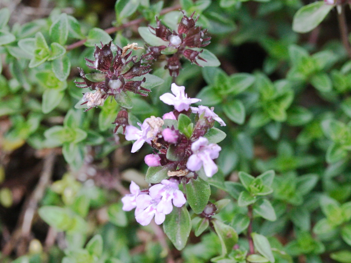 thymus_herba-barona2md