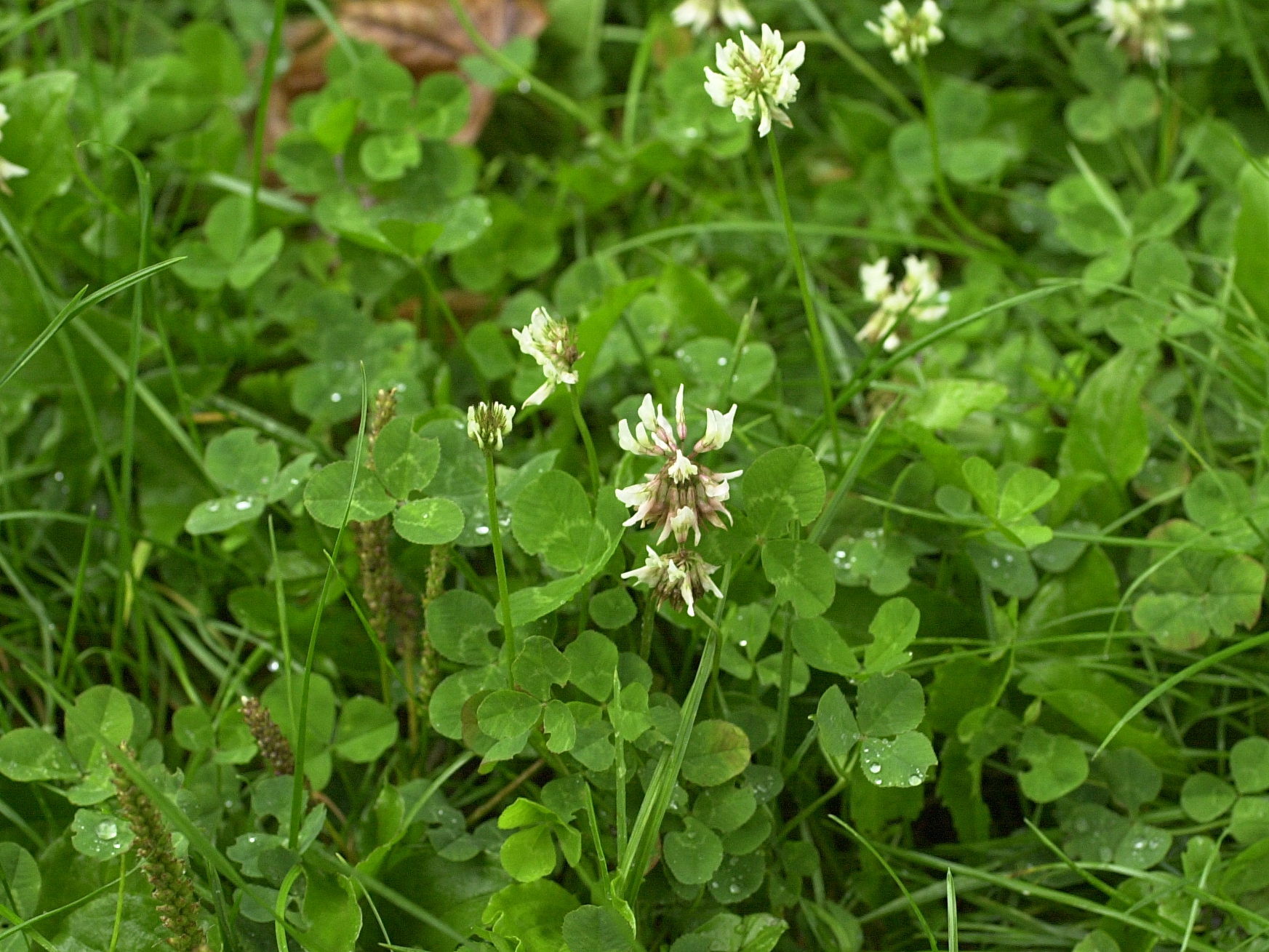 trifolium_repens2md