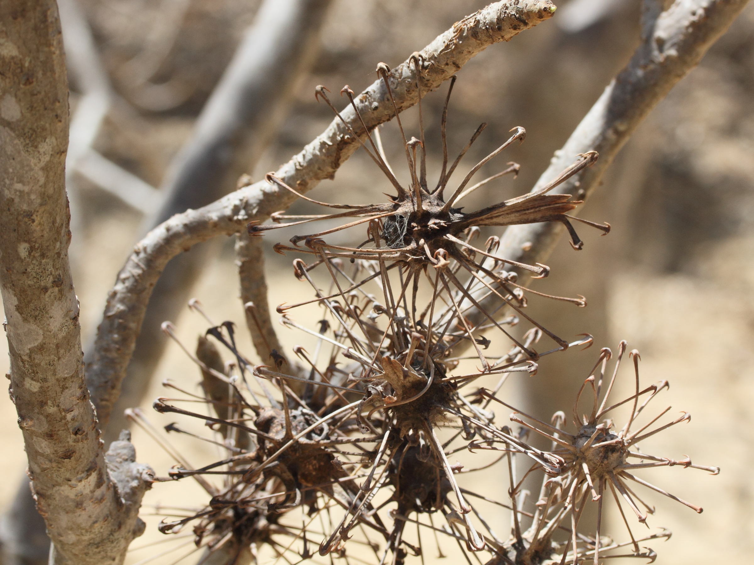 uncarina_stellulifera2md