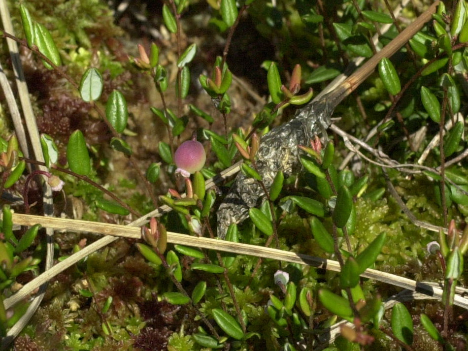 Afficher le média vaccinium_oxycoccos1md vaccinium_oxycoccos1md