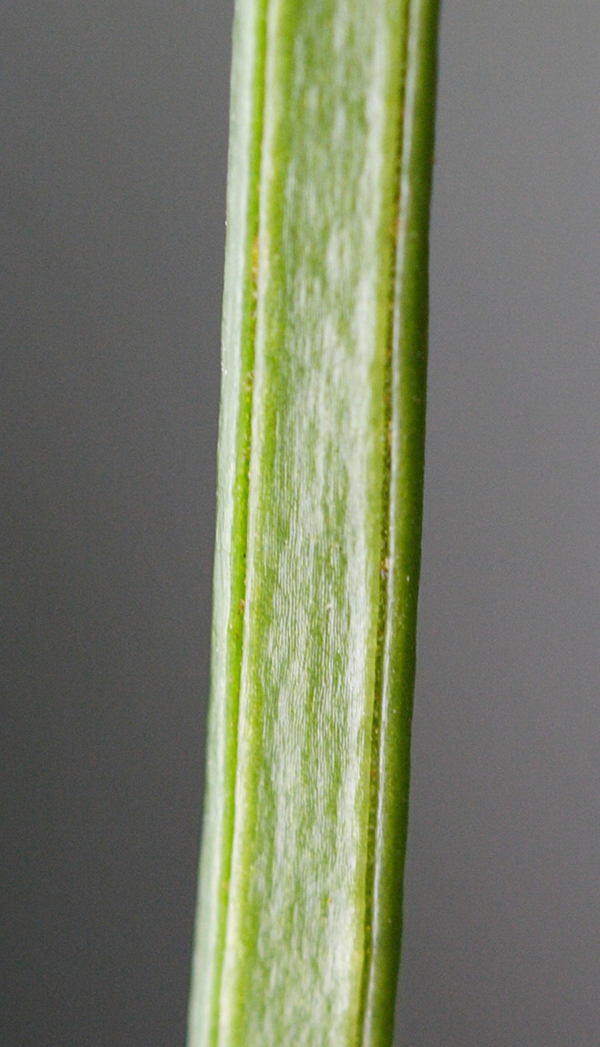 vittaria_isoetifolia4md