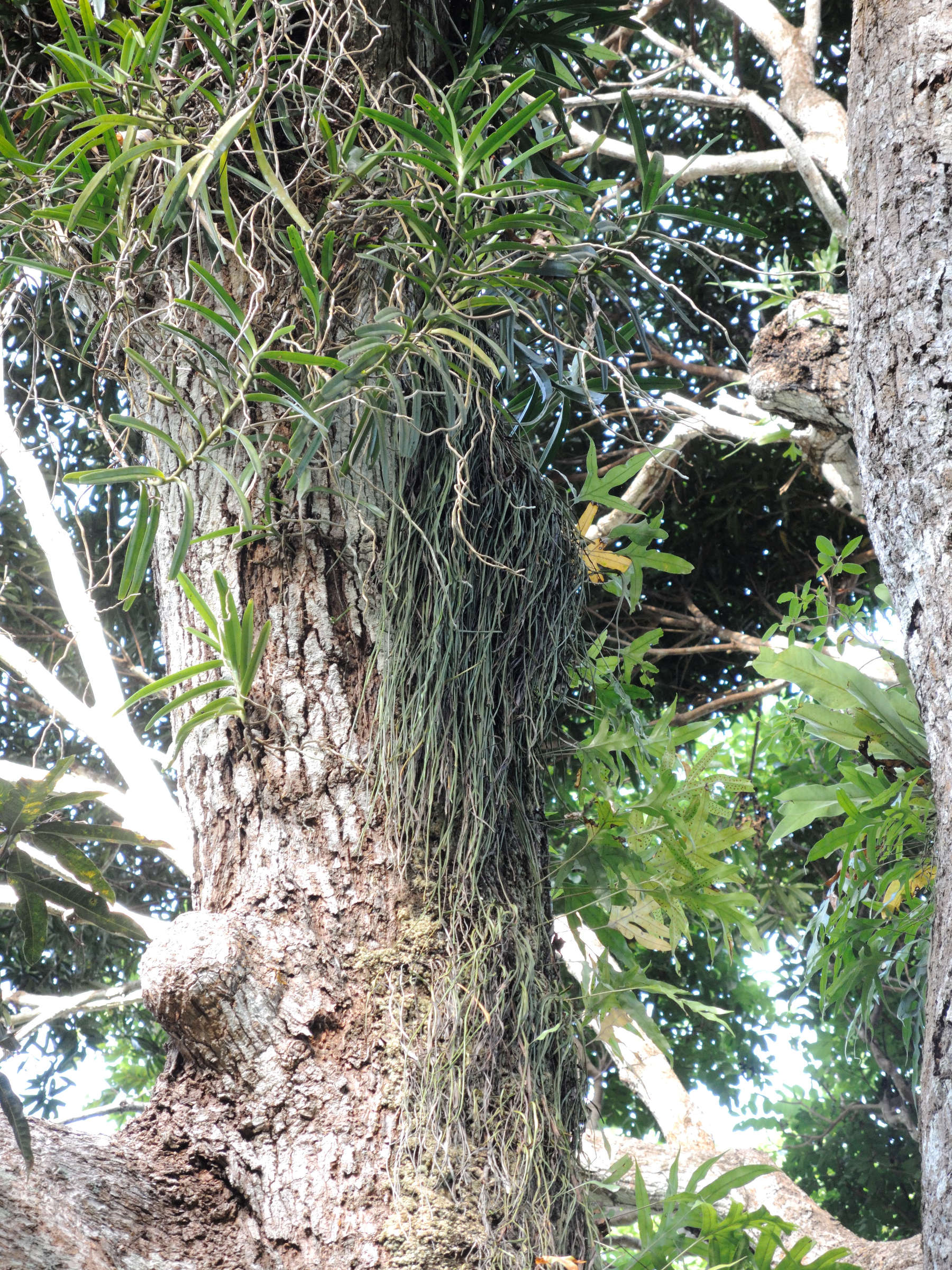 vittaria_zosterifolia2md