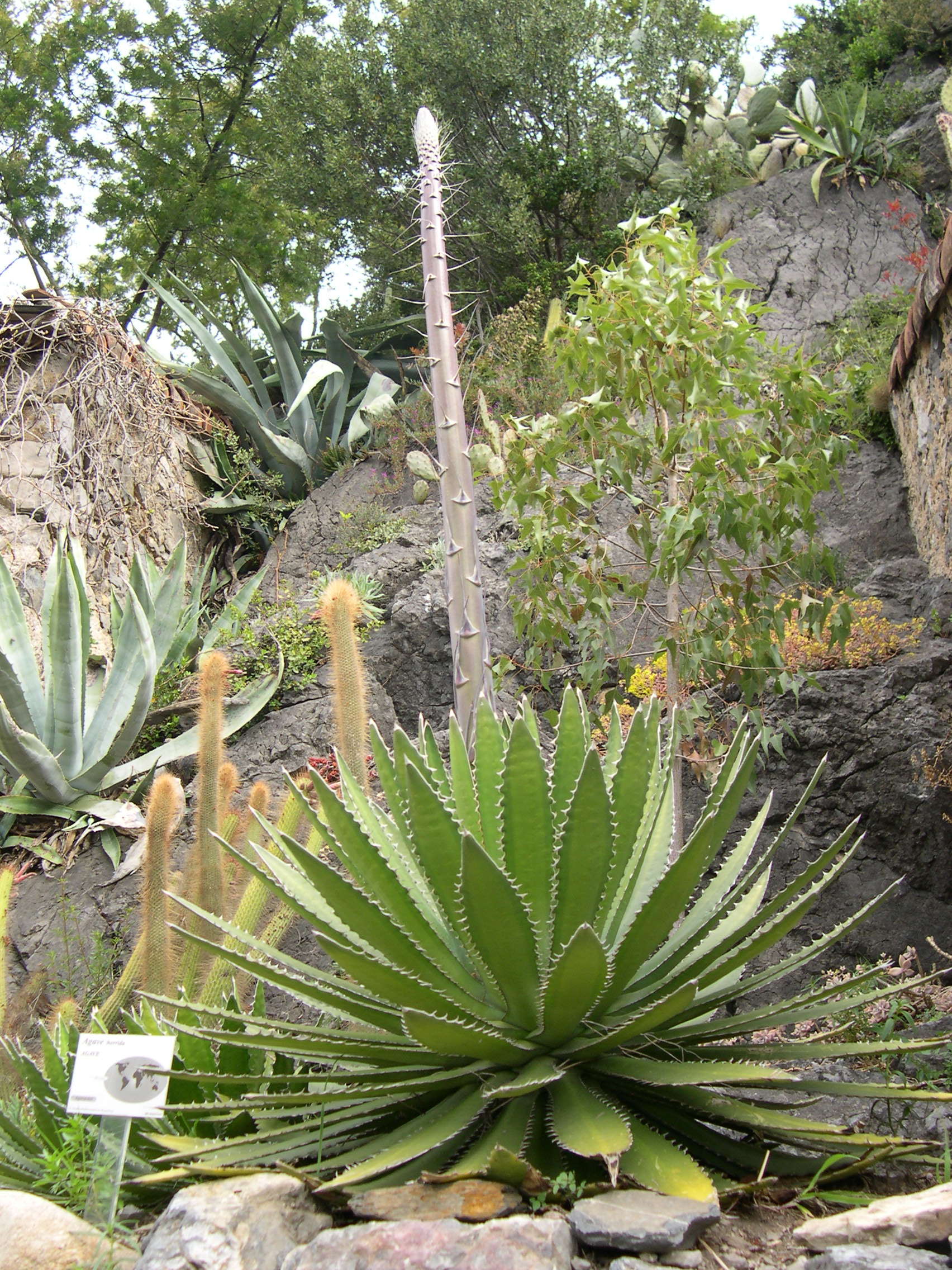 agave_horrida1md
