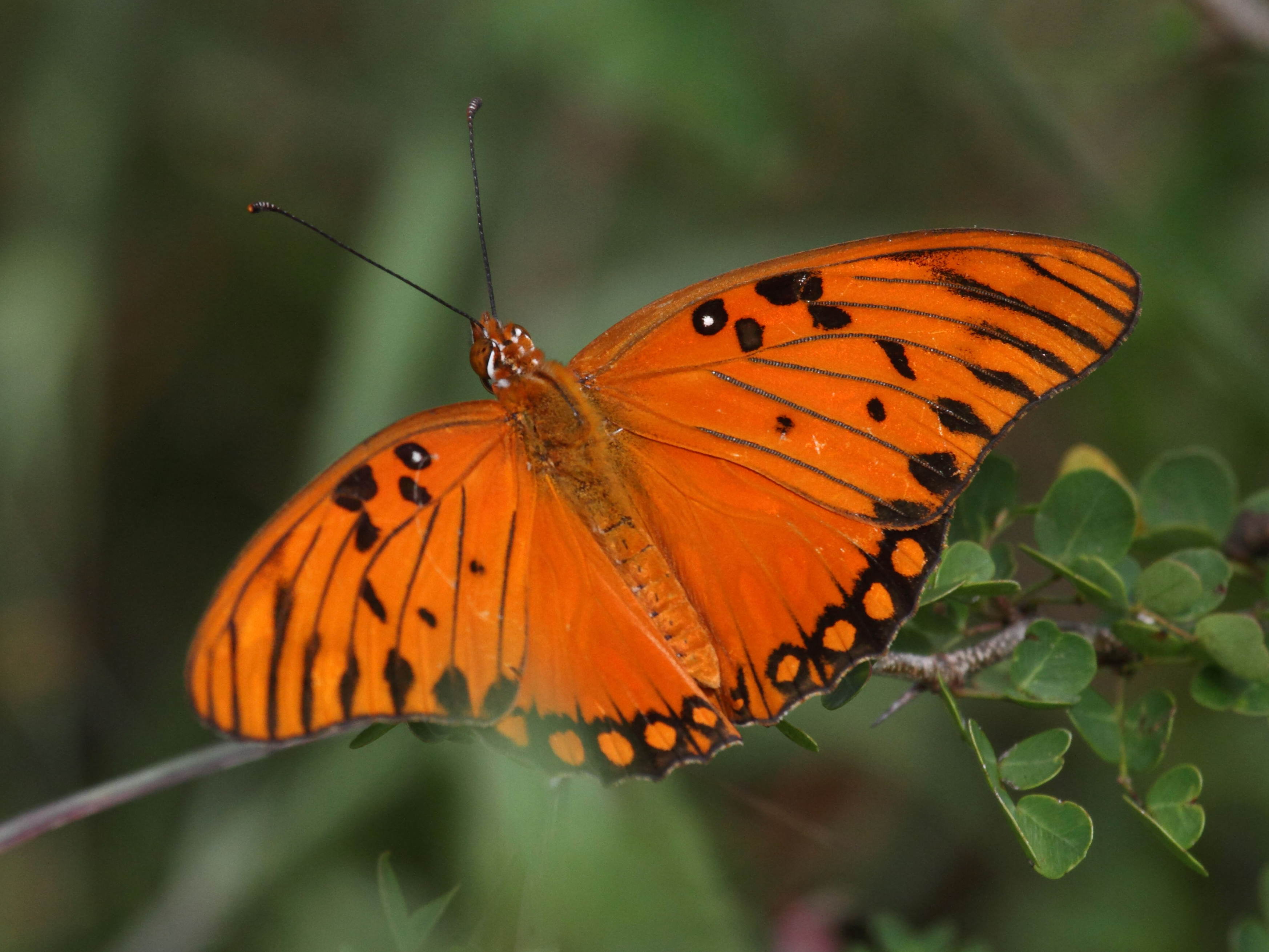 agraulis_vanillae_insularis2bd