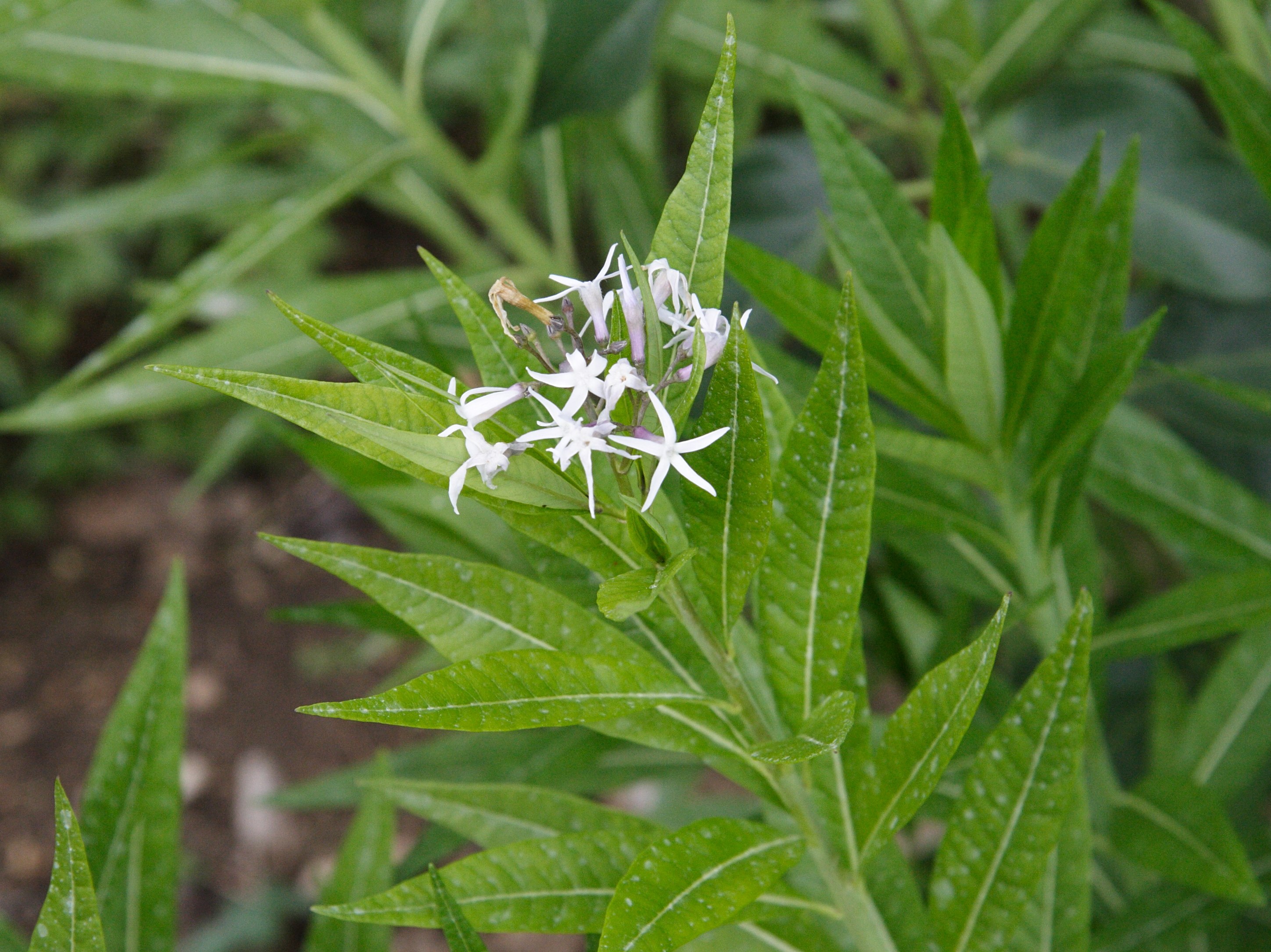amsonia_tabernaemontana1md