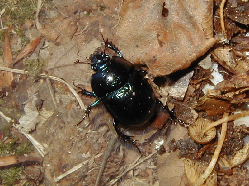 anoplotrupes_stercorosus2md