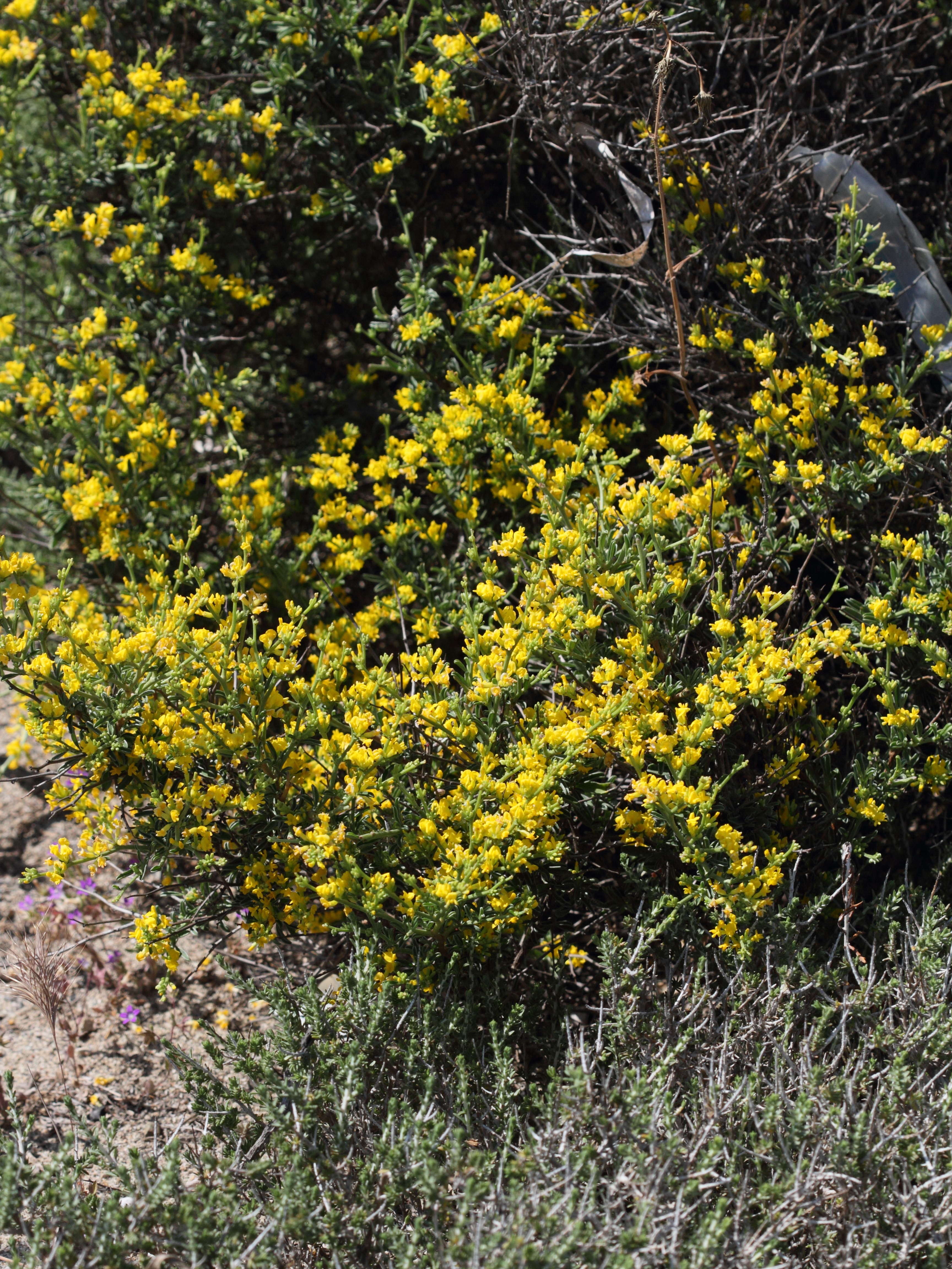 Afficher le média anthyllis_hermanniae3bd anthyllis_hermanniae3bd