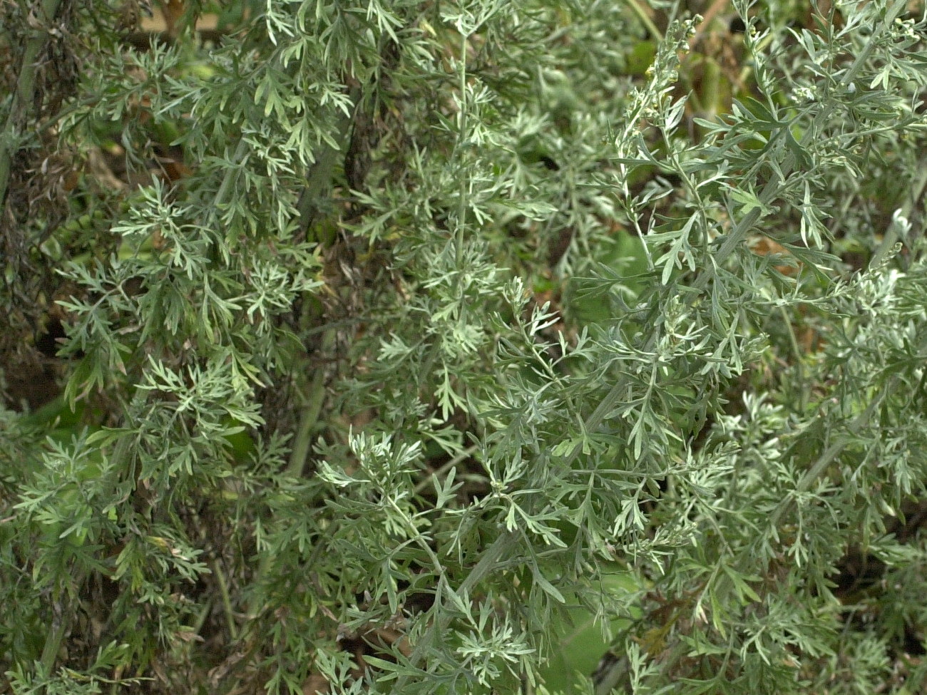 artemisia_absinthium3amd