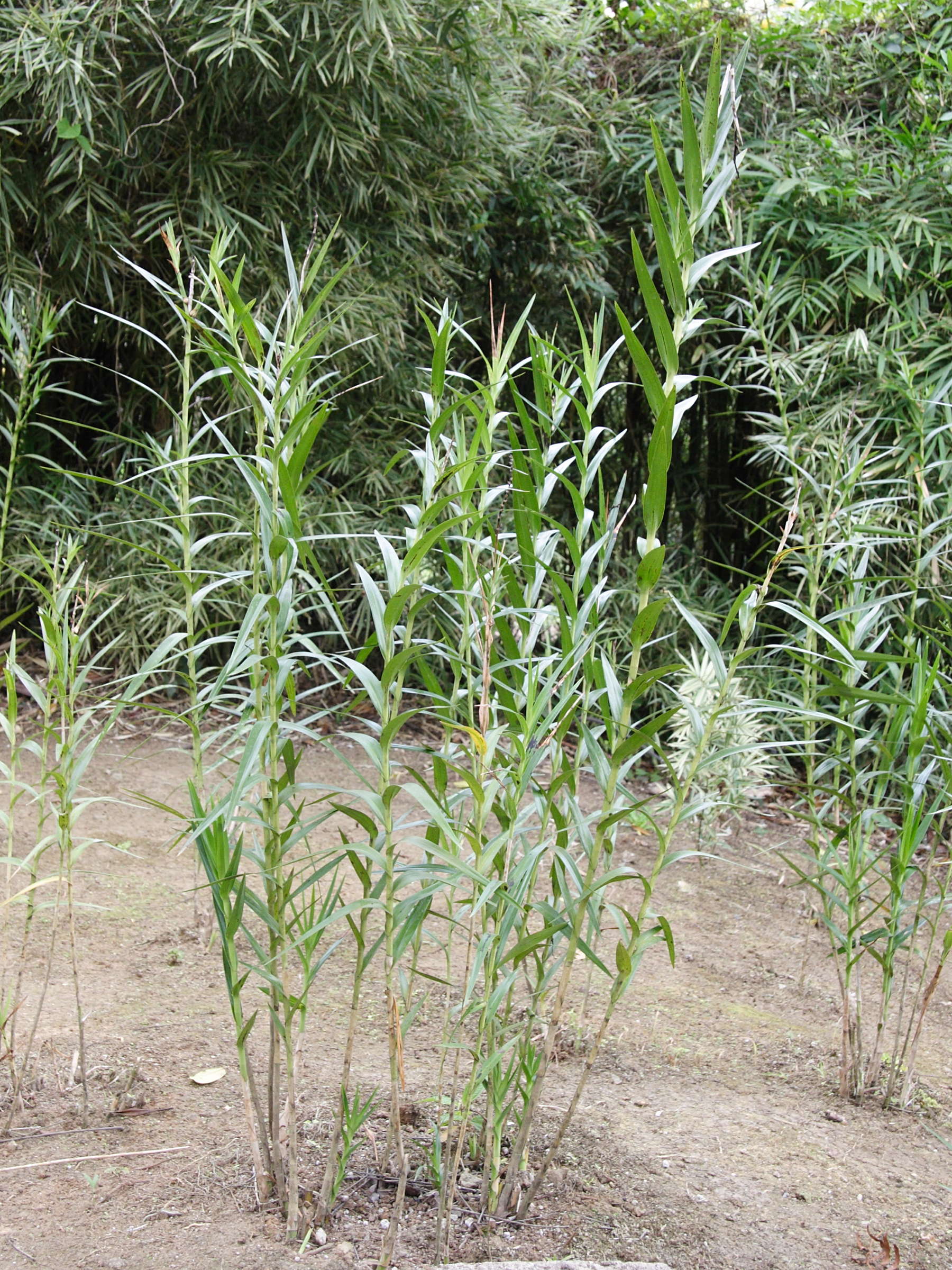 arundina_graminifolia1md