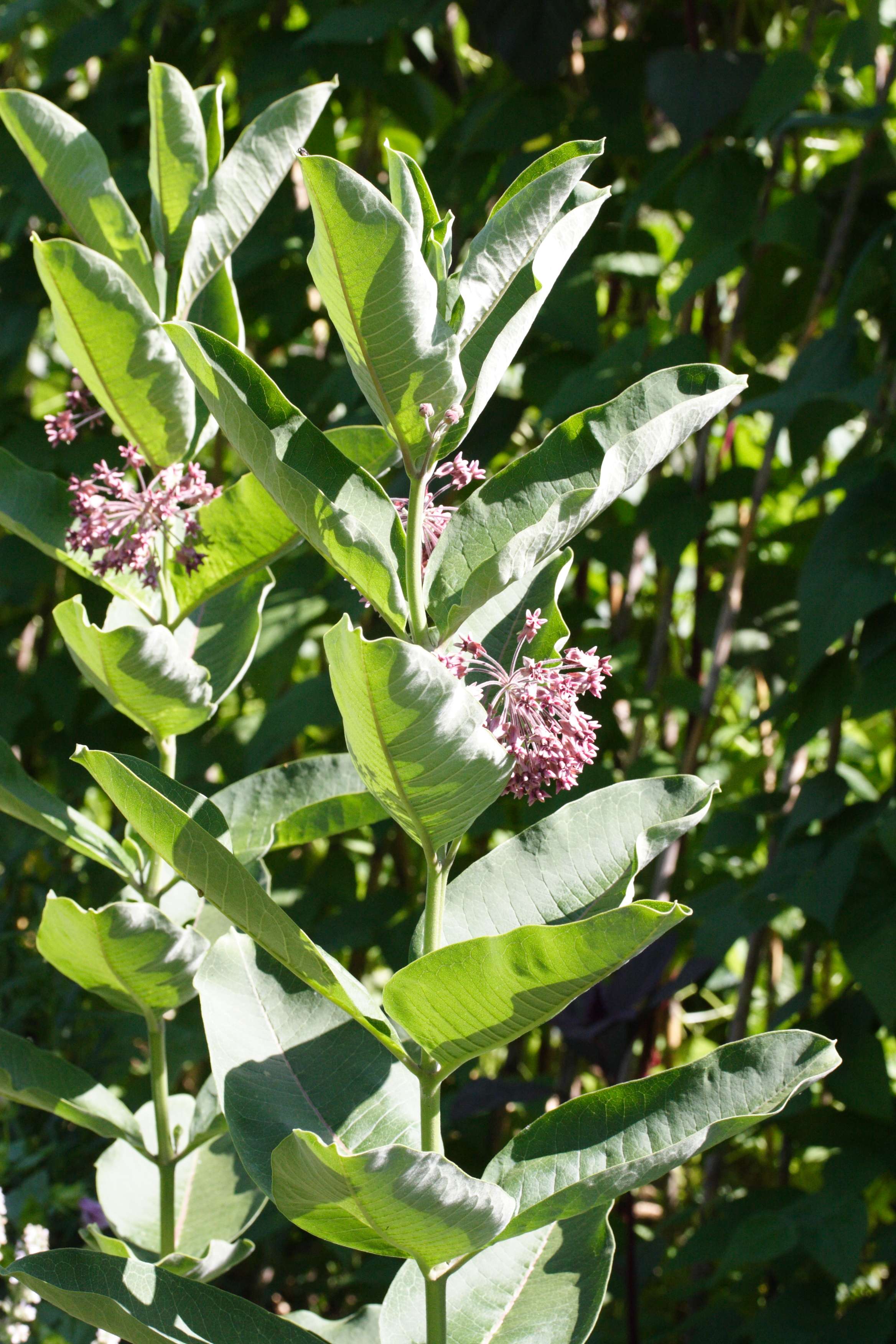 asclepias_syriaca1md