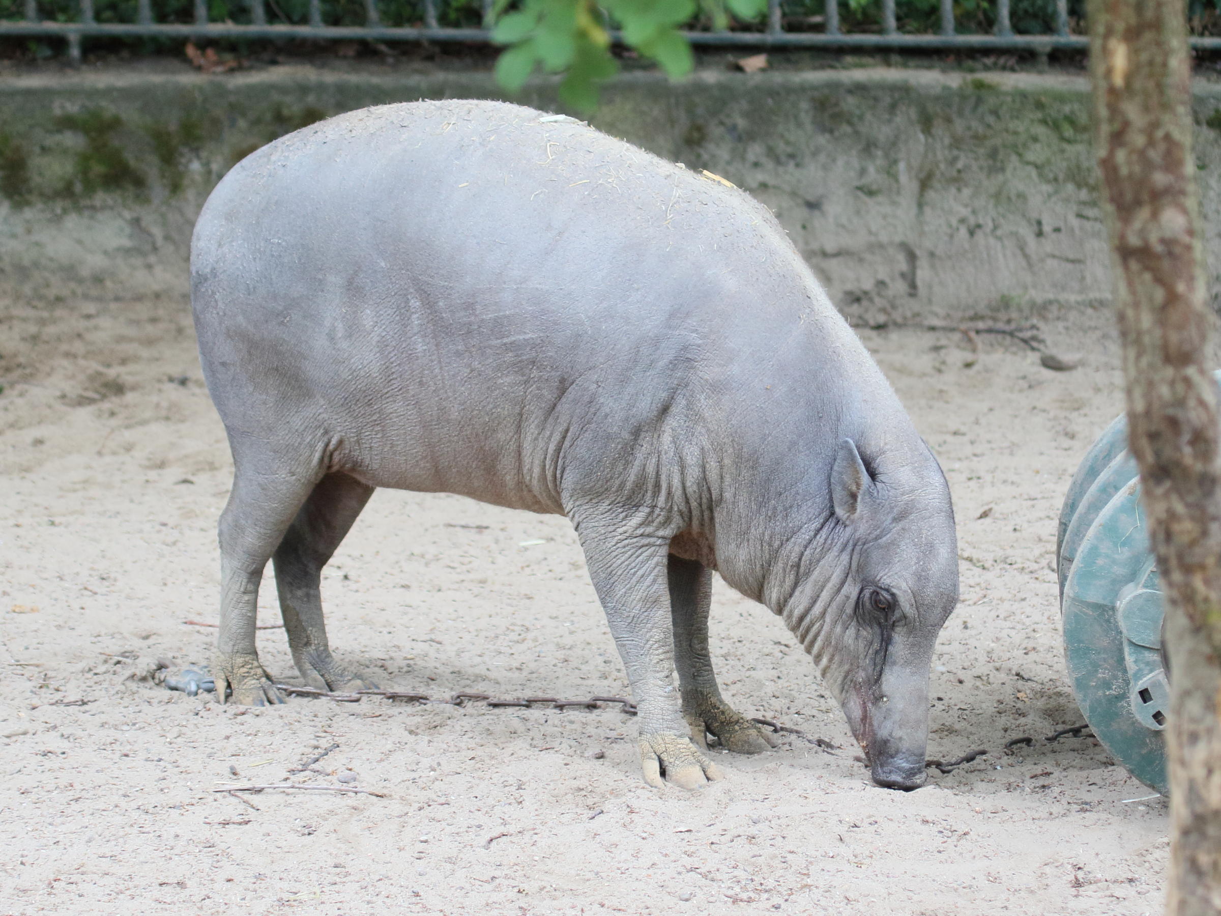 babyrousa_babyrussa1bd