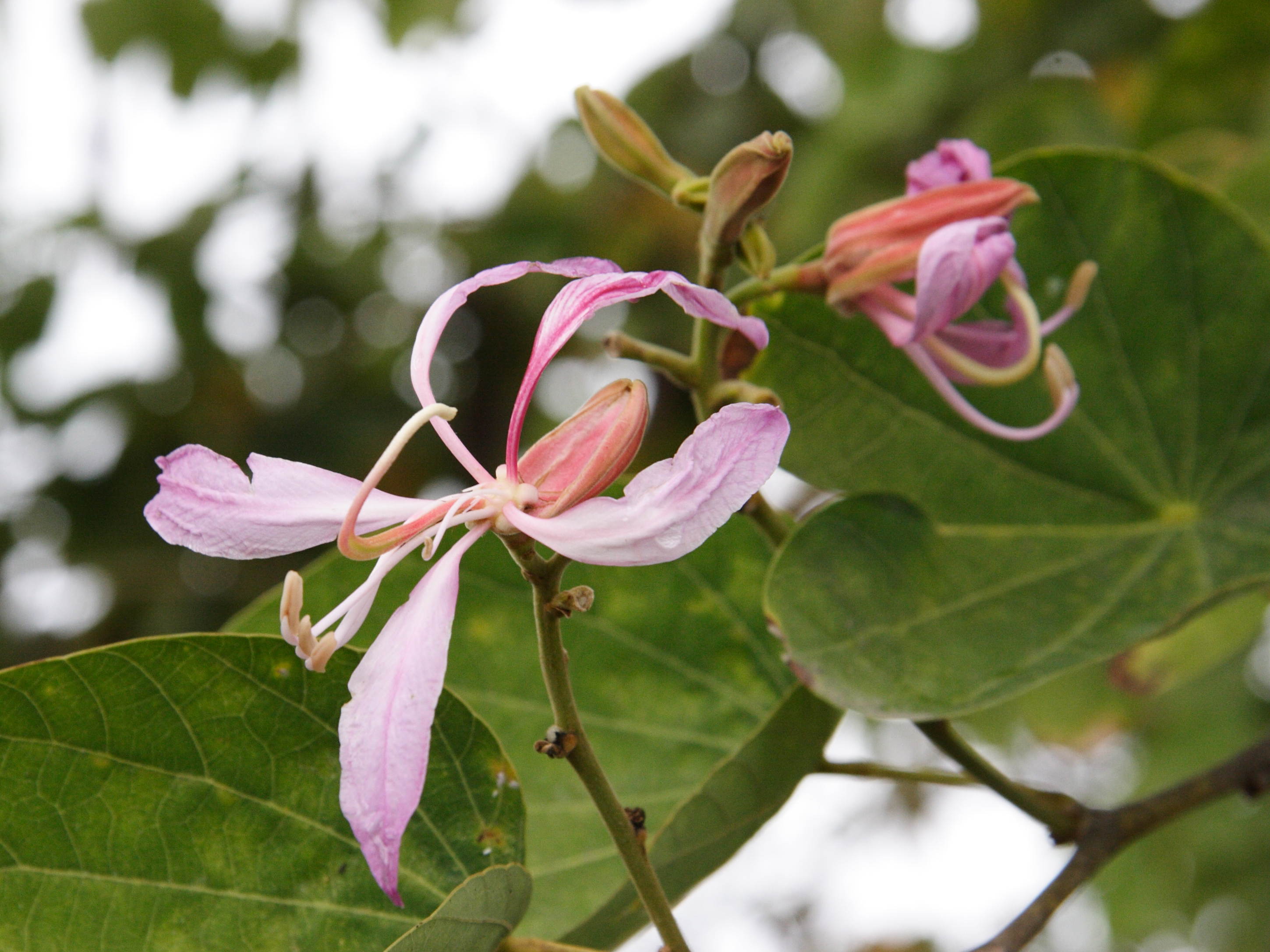 bauhinia_purpurea2md