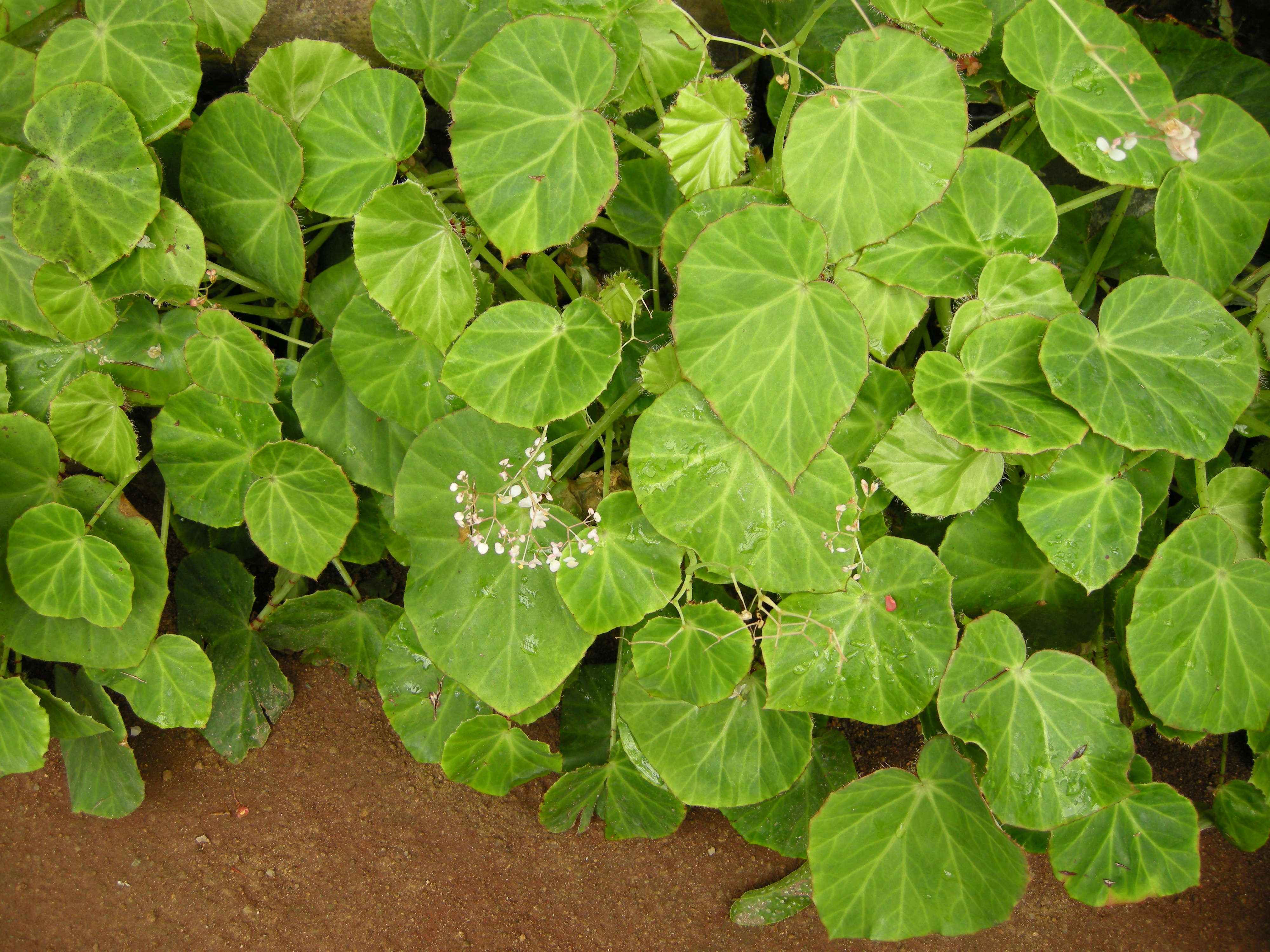 begonia_manicata3md