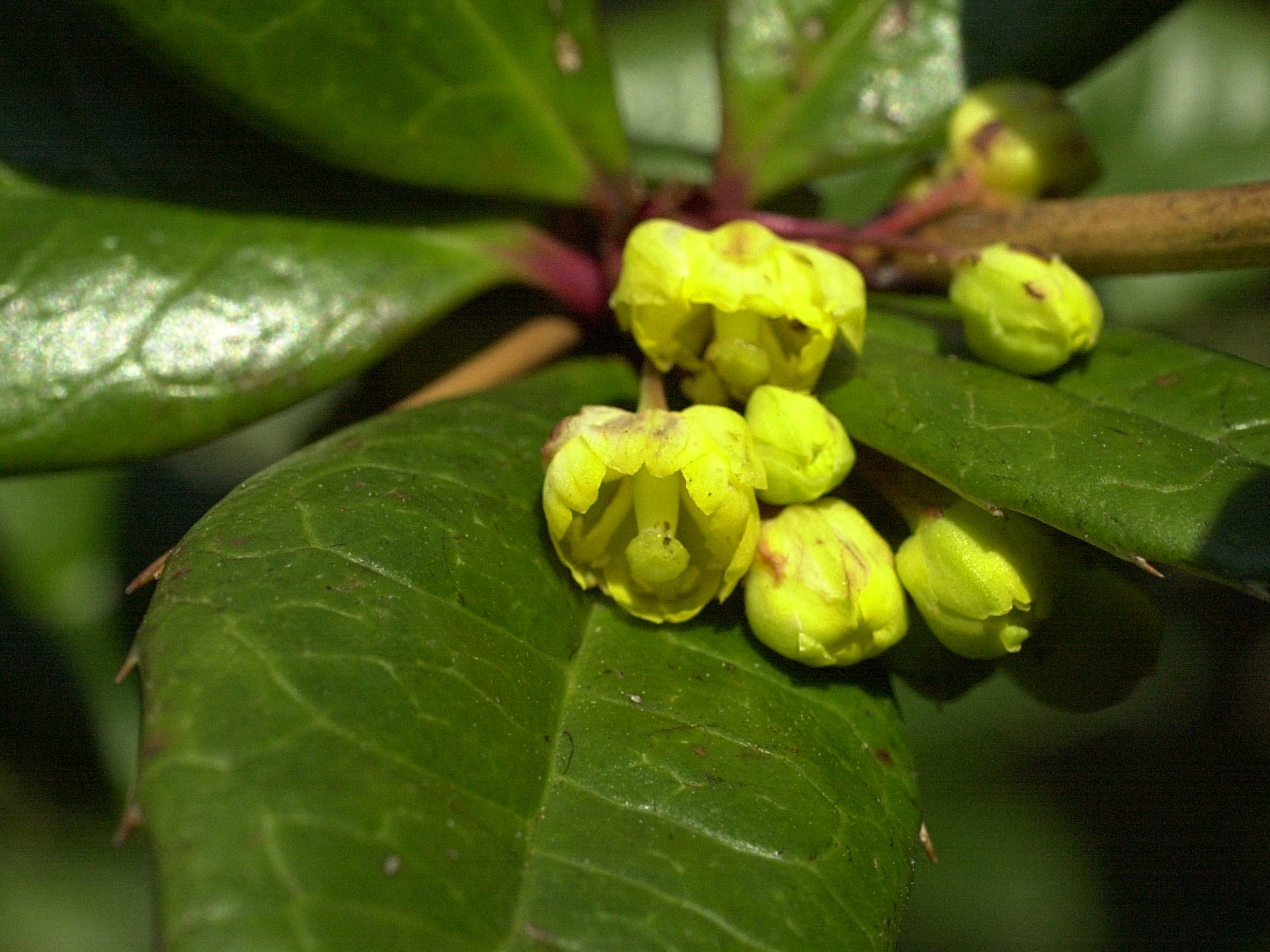 berberis_vulgaris2md