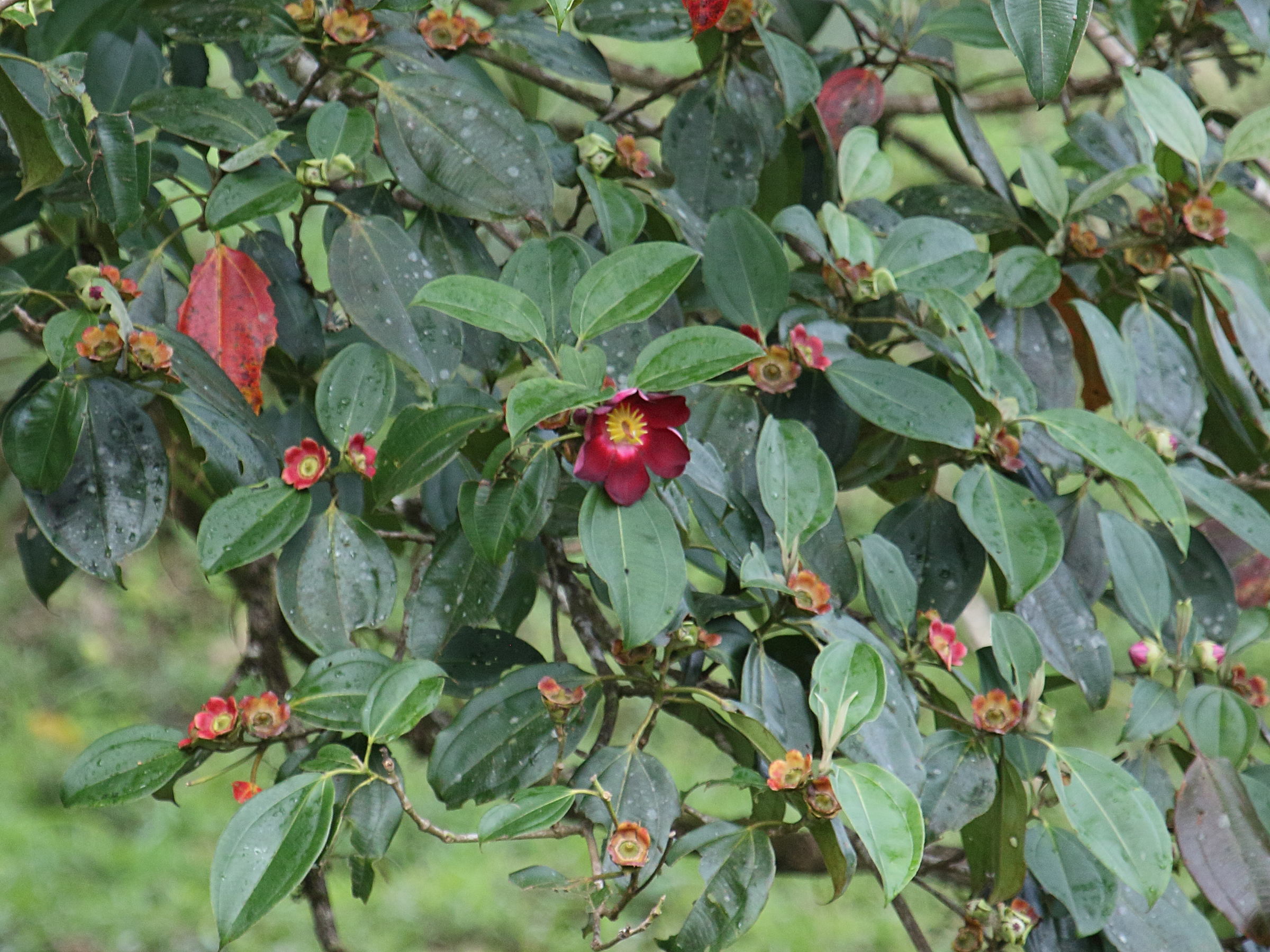 blakea_scarlatina1bd