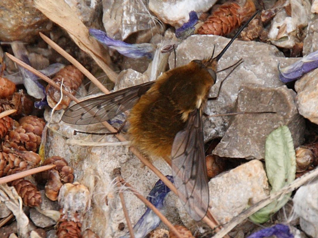 bombylius_discolor1bd