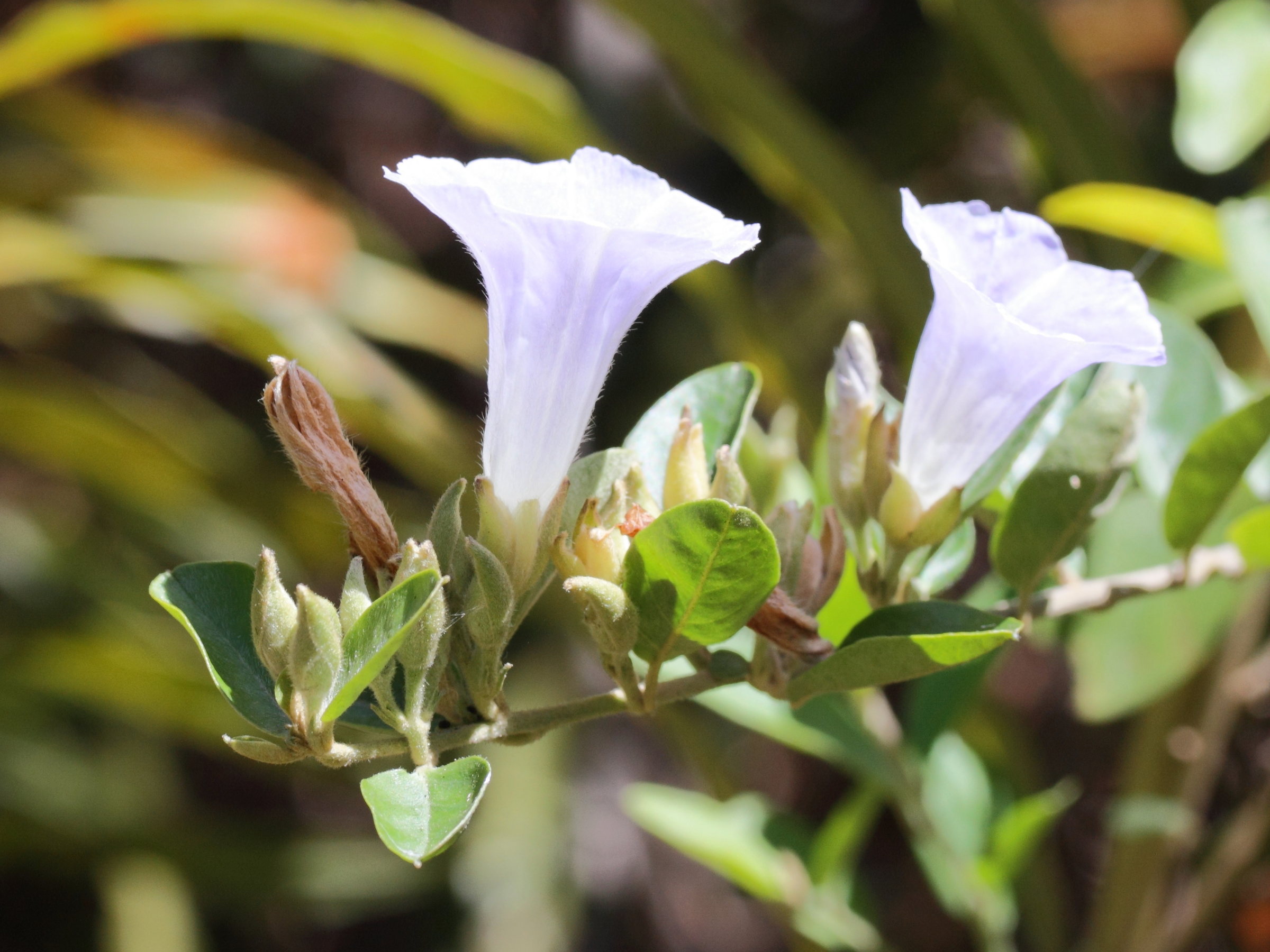 bonamia_spectabilis1md