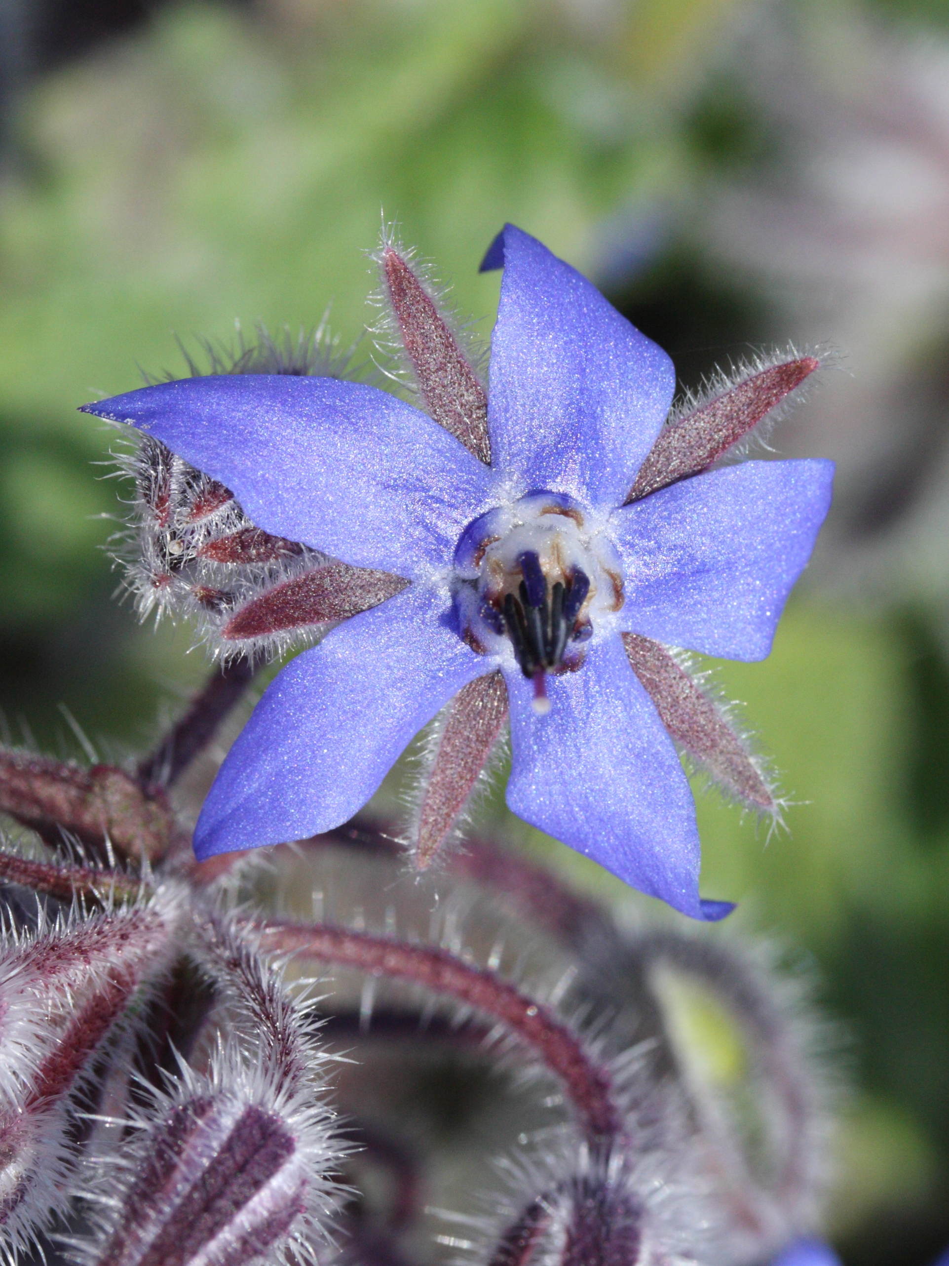 borago_officinalis2bmd