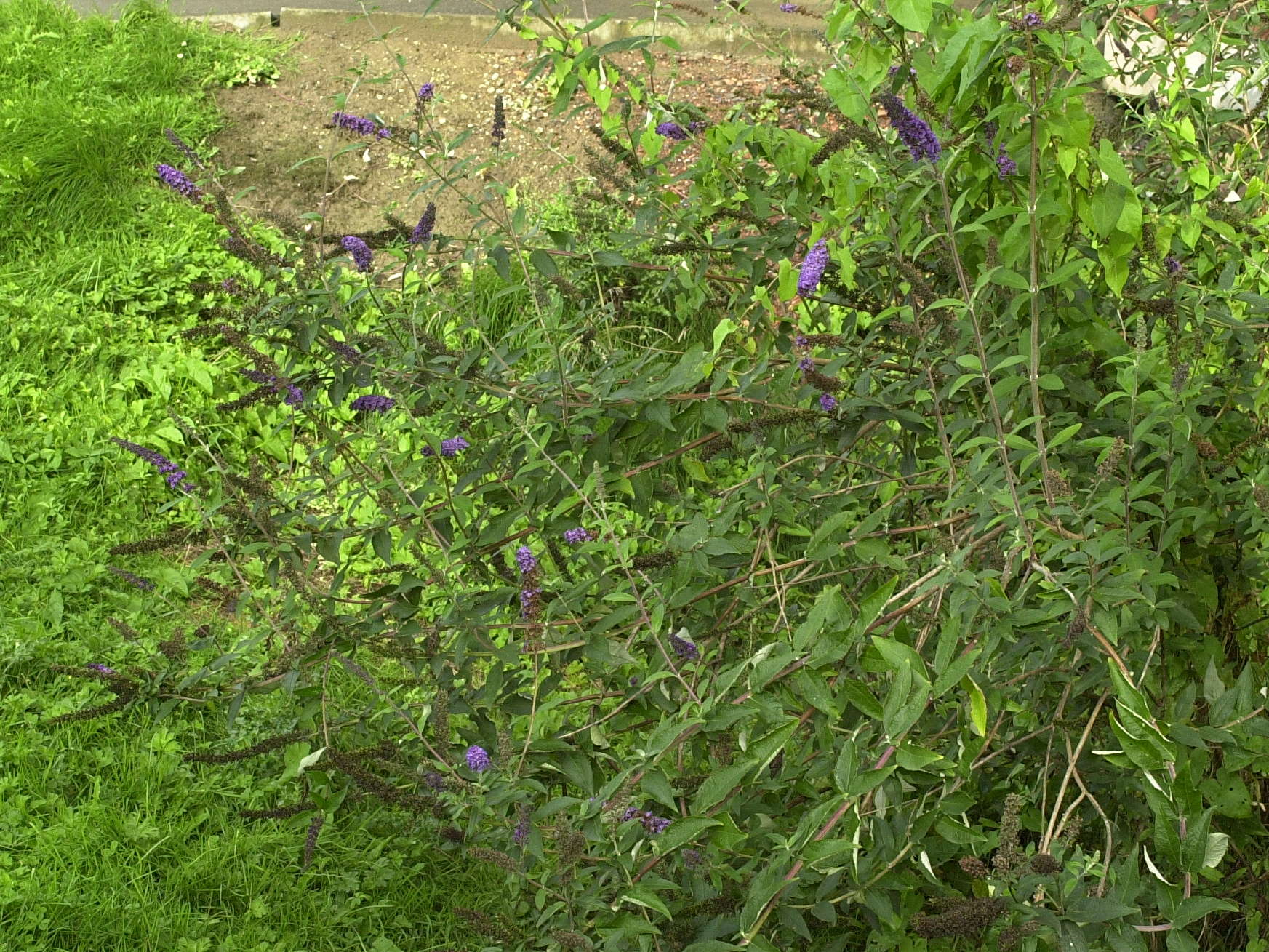 Buddleia_davidii