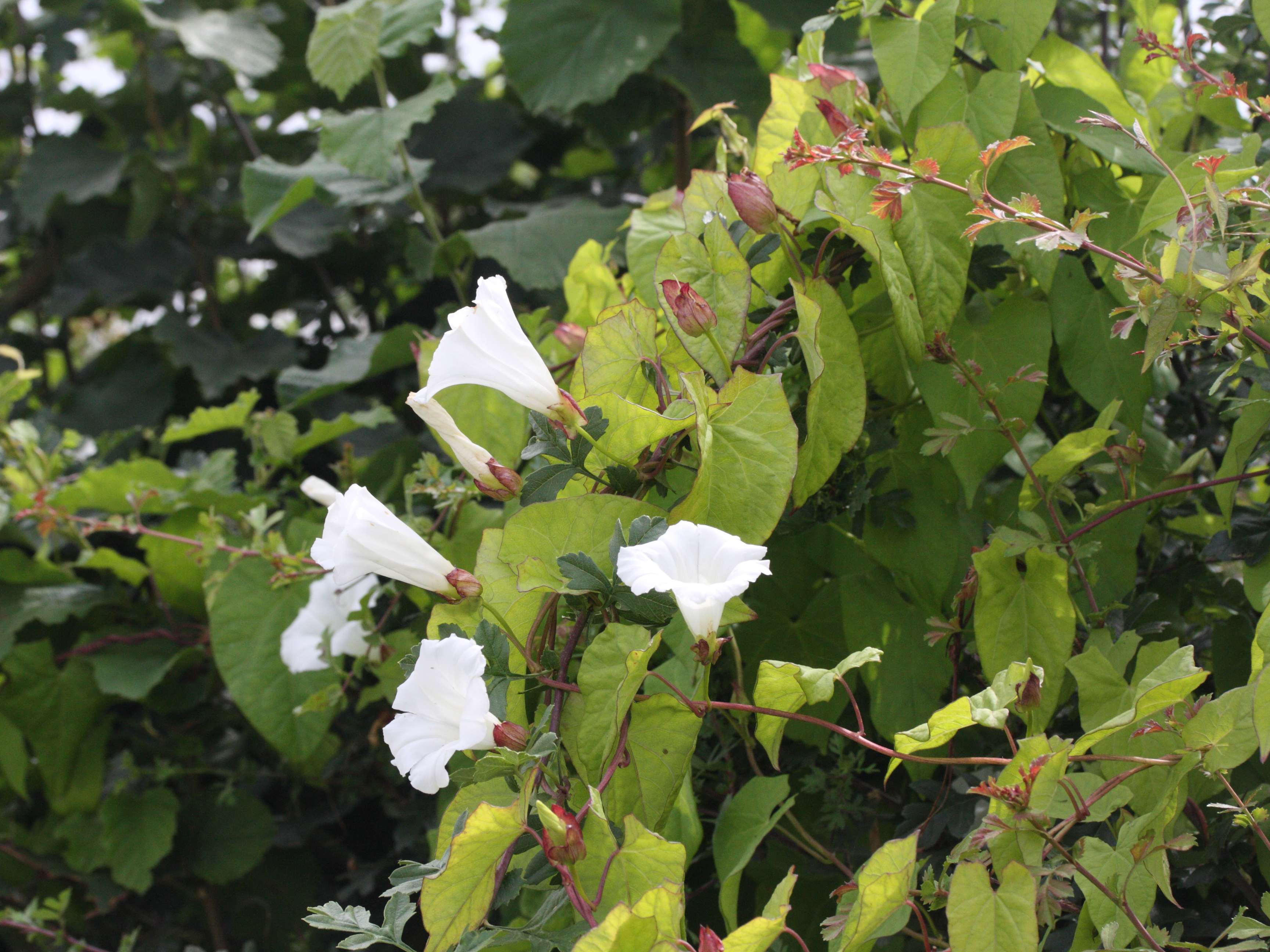 Afficher le média calystegia_sepium1md calystegia_sepium1md