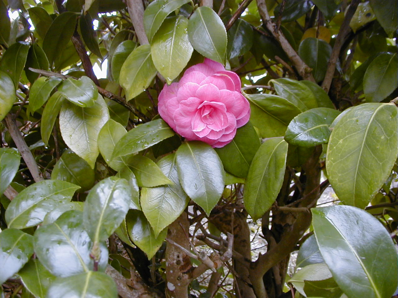 camellia_japonica1bmd