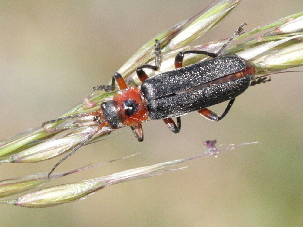 cantharis_rustica1bd