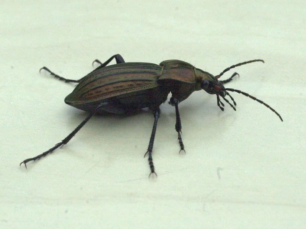 carabus_cancellatus2md