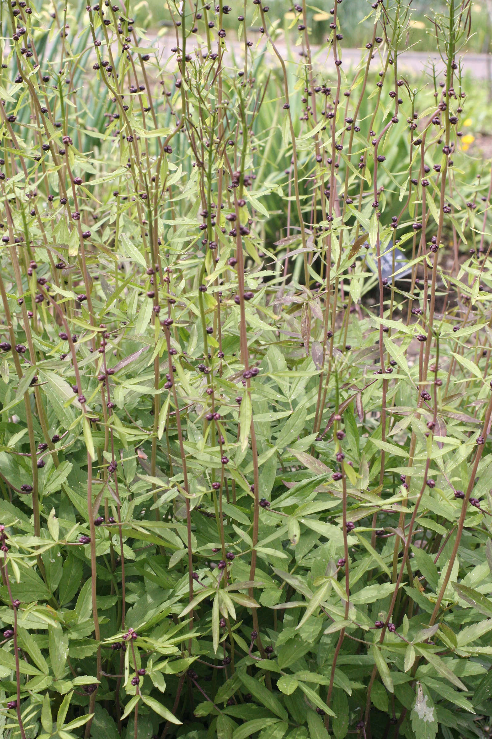 Afficher le média cardamine_bulbifera1md cardamine_bulbifera1md