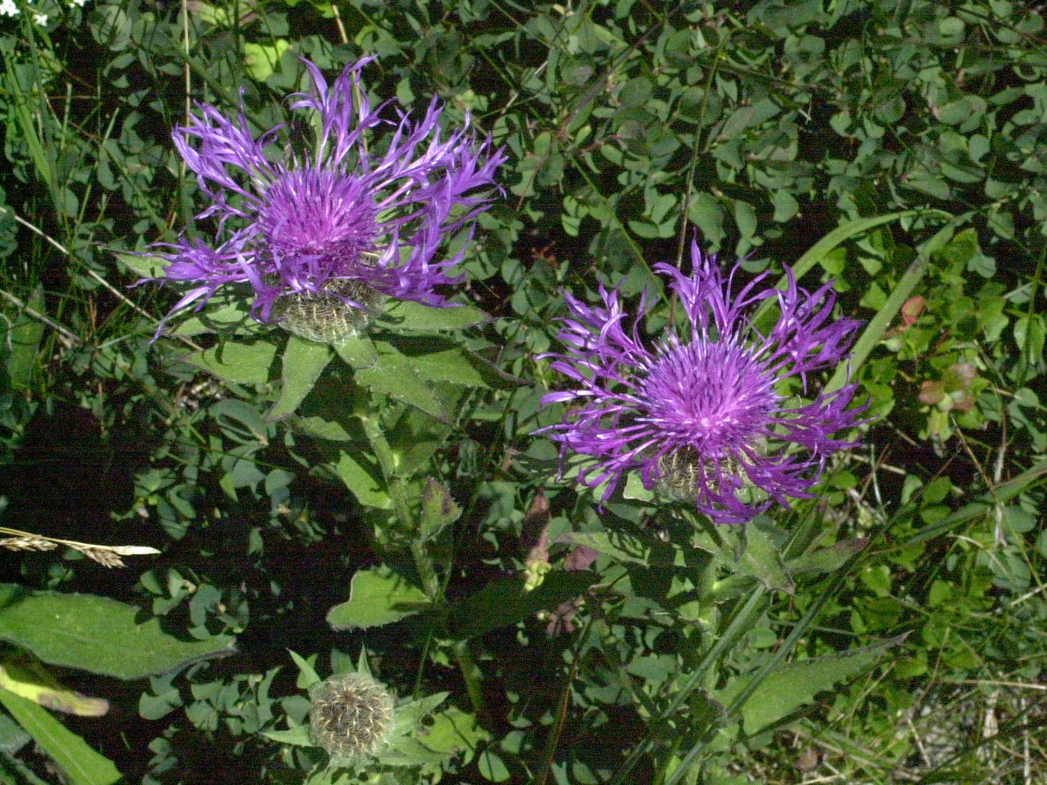 Afficher le média Centaurea_uniflora Centaurea_uniflora