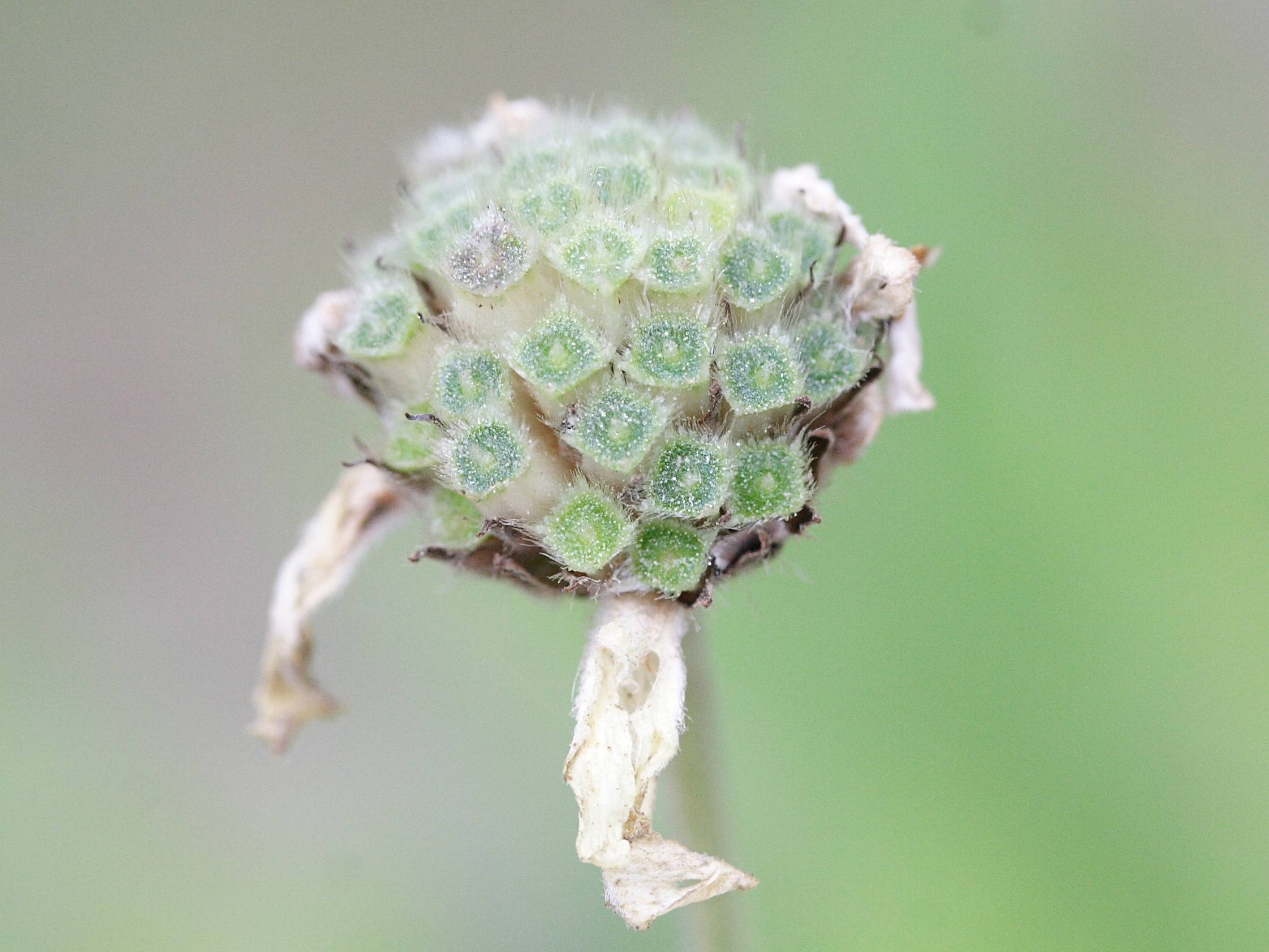 cephalaria_alpina6md