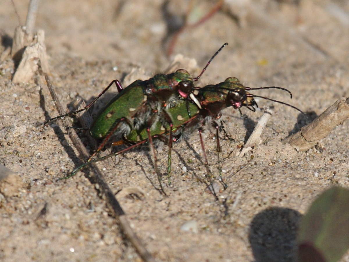 cicindela_campestris1bd