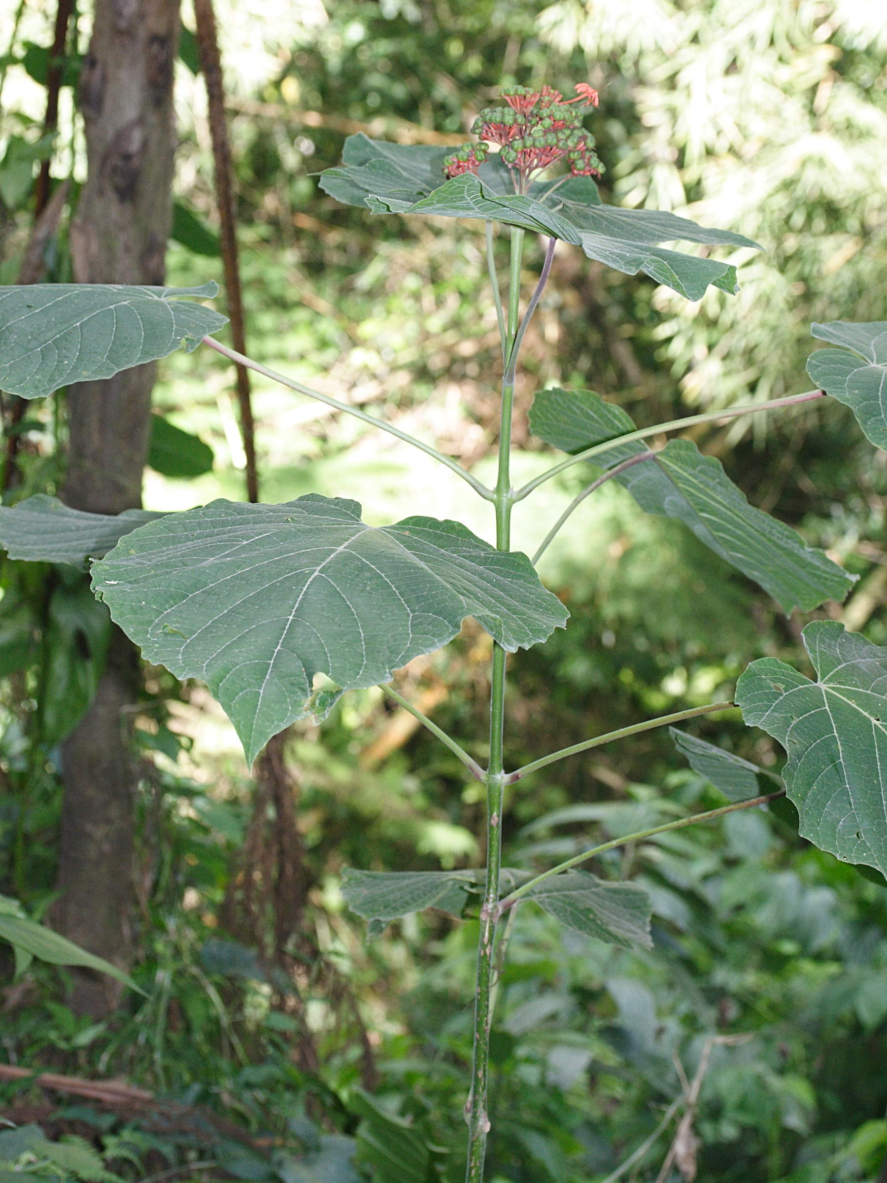 clerodendrum_buchanani1md