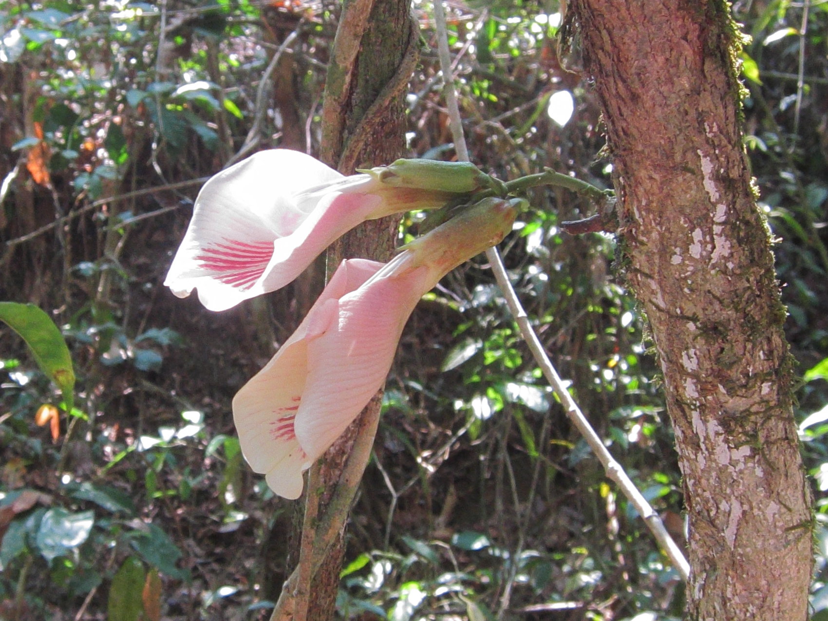 clitoria_arborescens1bd