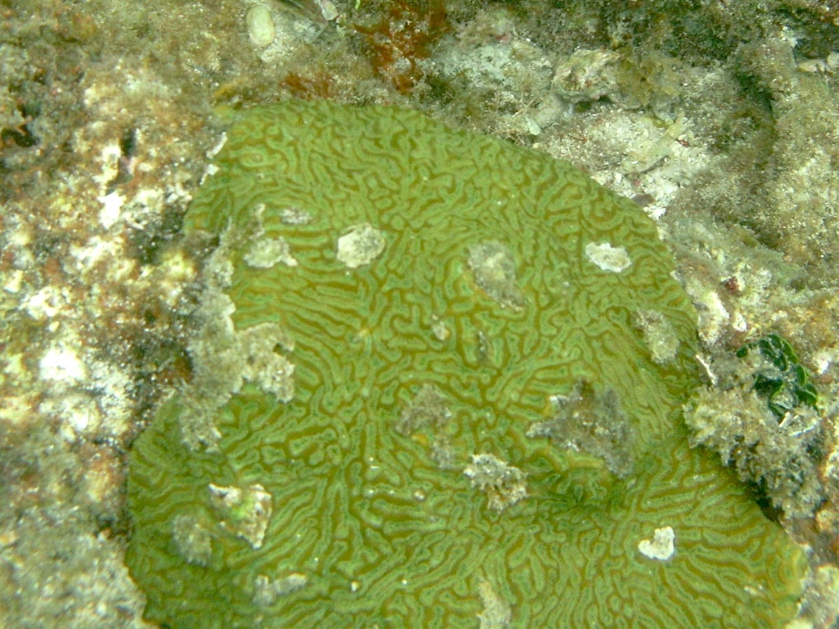 colpophyllia_natans1bd