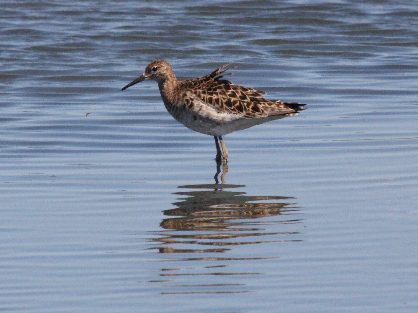 Afficher le média combattant_varie_-_philomachus_pugnax2md combattant_varie_-_philomachus_pugnax2md